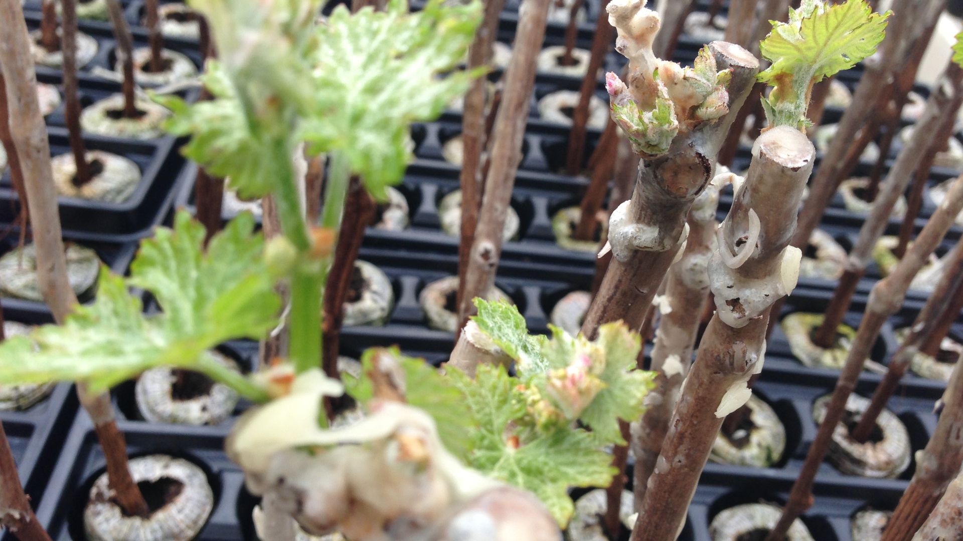 Young grafted vine shoots.