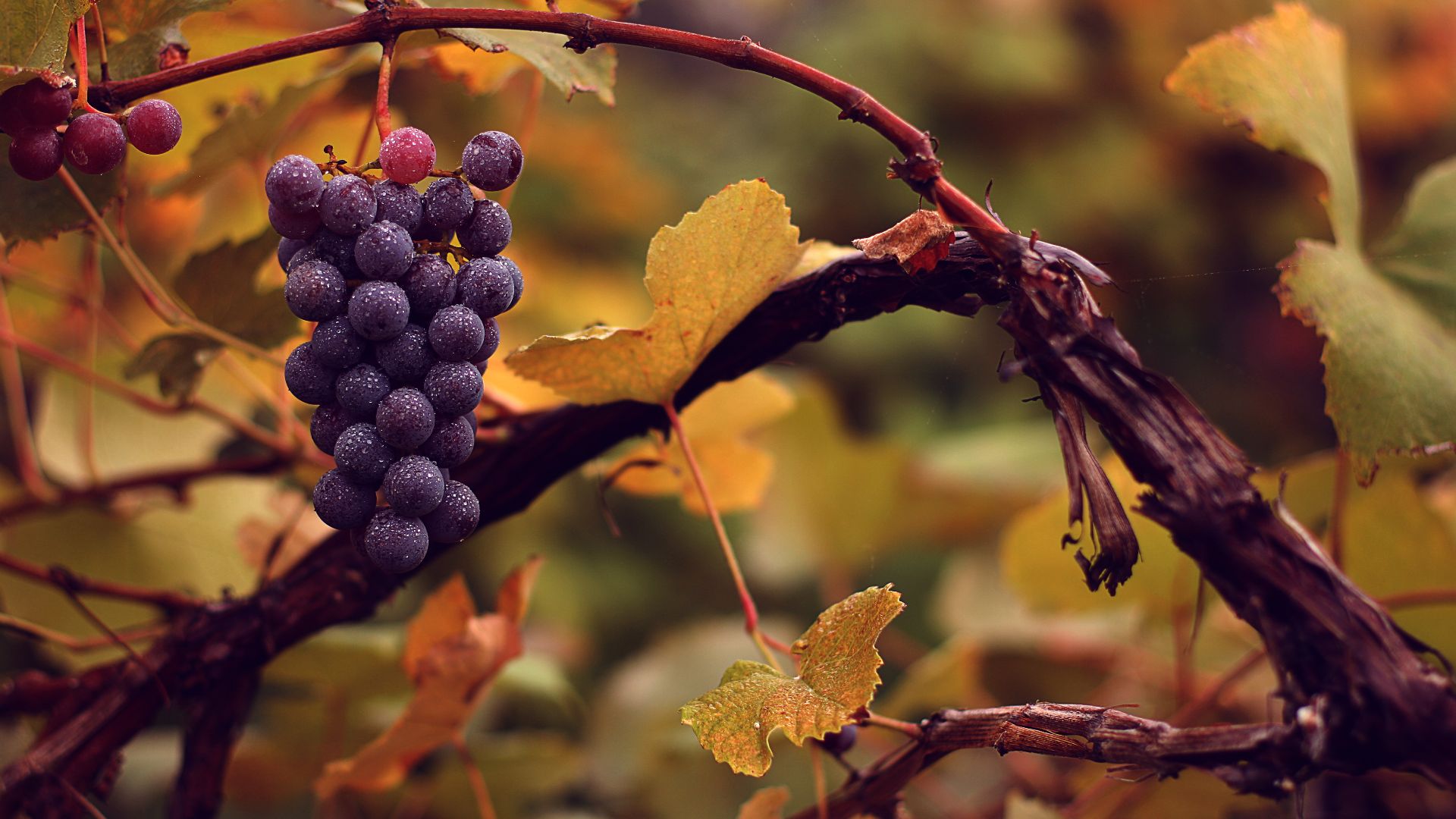 A cultivated Common Grape Vine, Vitis vinifera subsp. vinifera