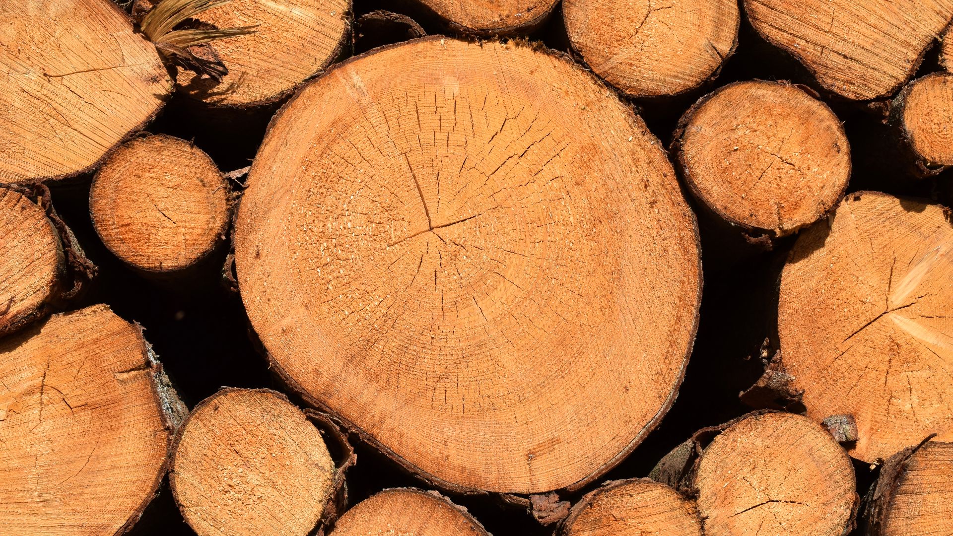 Cross-sections of freshly felled Scots Pine logs (Pinus sylvestris) from a thinning on a forest log pile near Teutendorf (Sanitz). The image clearly shows the wide sapwood with fresh resin droplets near the edges; the sunlight and freshness of the cut inf