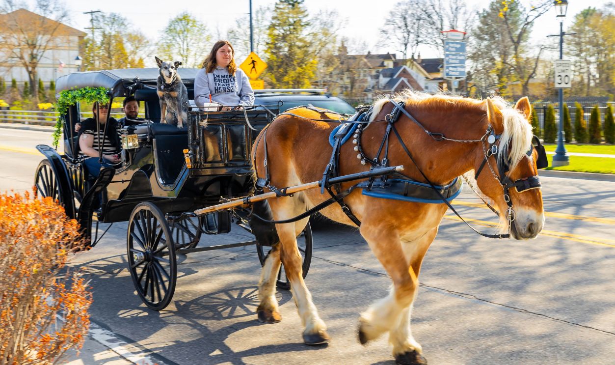 Frankenmuth, MI, USA - 04-22-2025: Photo of a horse-drawn carriage ride passing through Frankenmuth Michigan city center