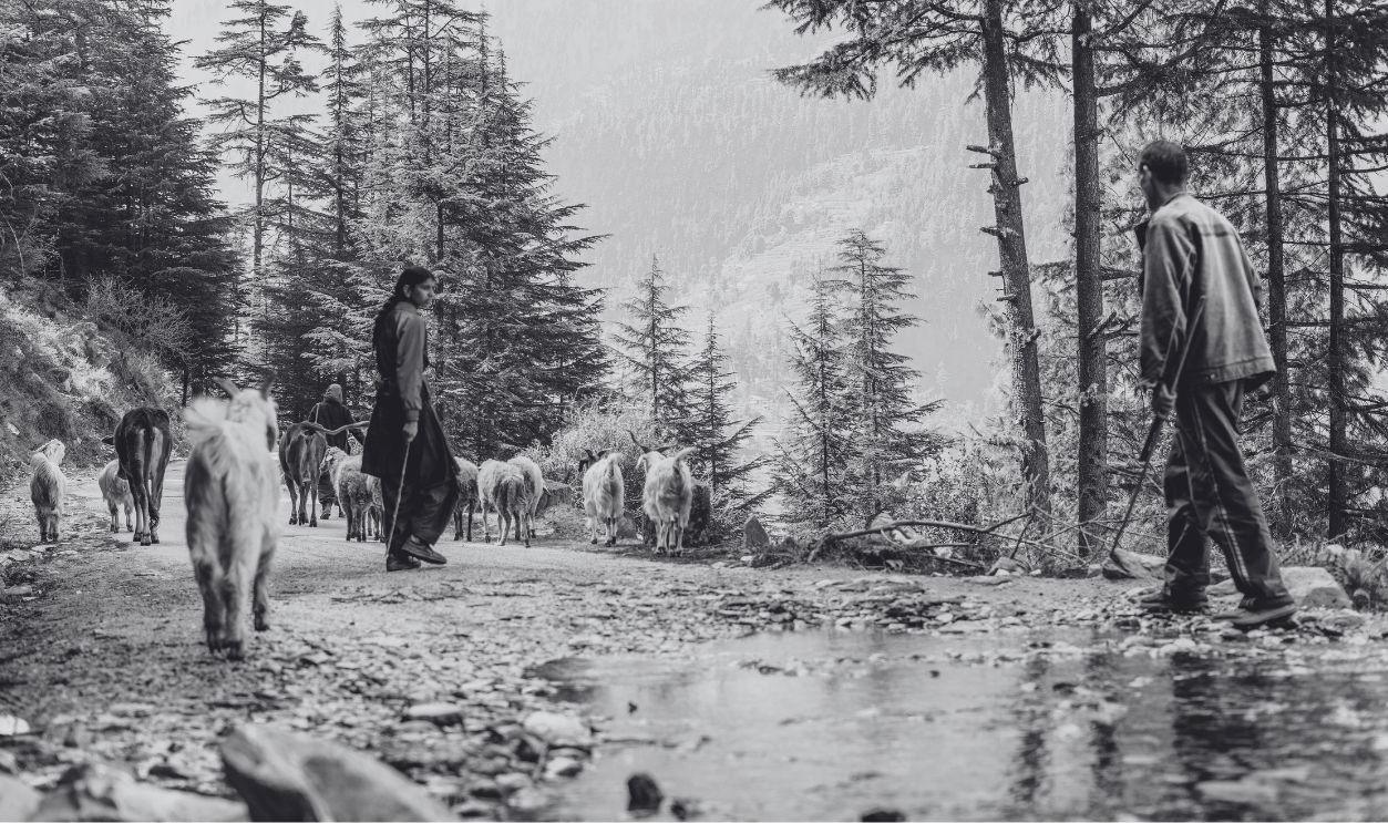Shepherds guide a flock of sheep along a forest path with lush greenery and mountain