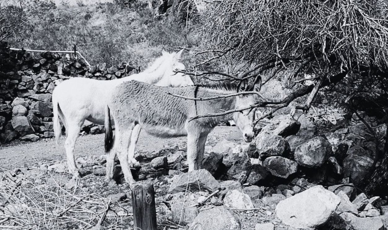 Oatman Burros