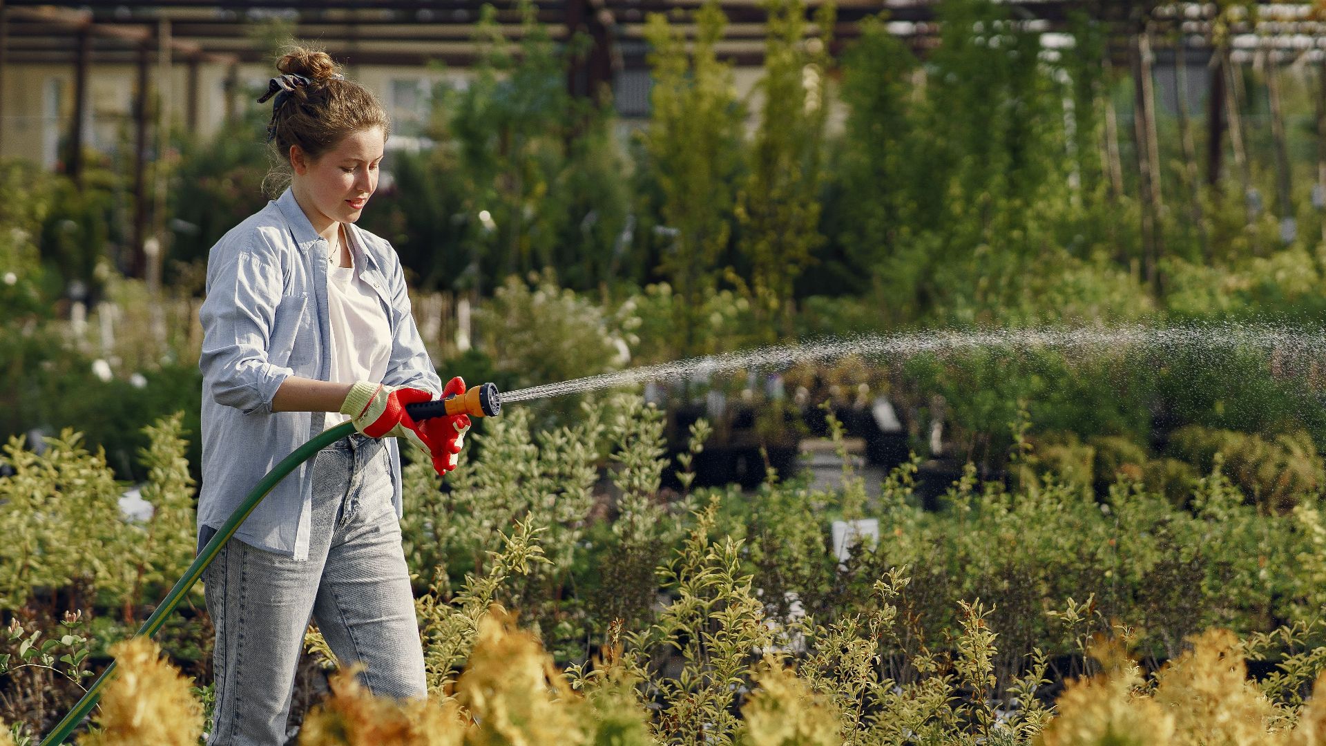 Caucasian woman watering plants with a hose in a garden nursery, surrounded by greenery.