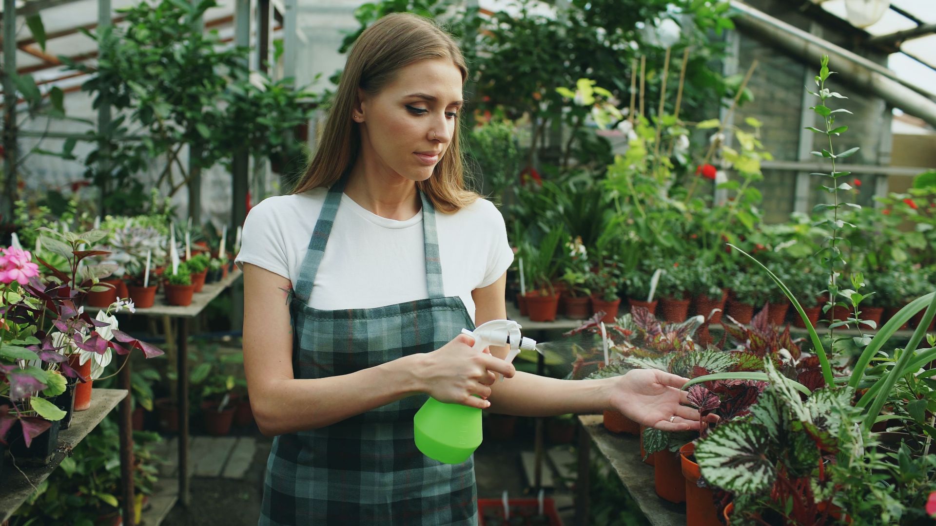 Gardener in greenhouse tending to plants with spray bottle, nurturing green life.
