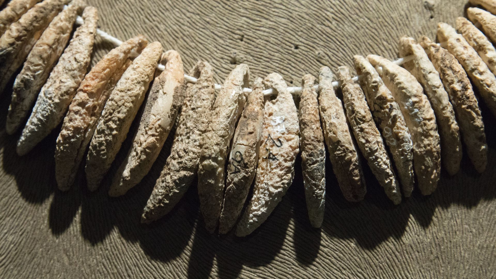 Unique necklace from female graves of the Corded Ware culture at Praha Čimice. They are made of drilled animal teeth (mainly from dogs) and imitation of the same, and shell beads. The City of Prague Museum.