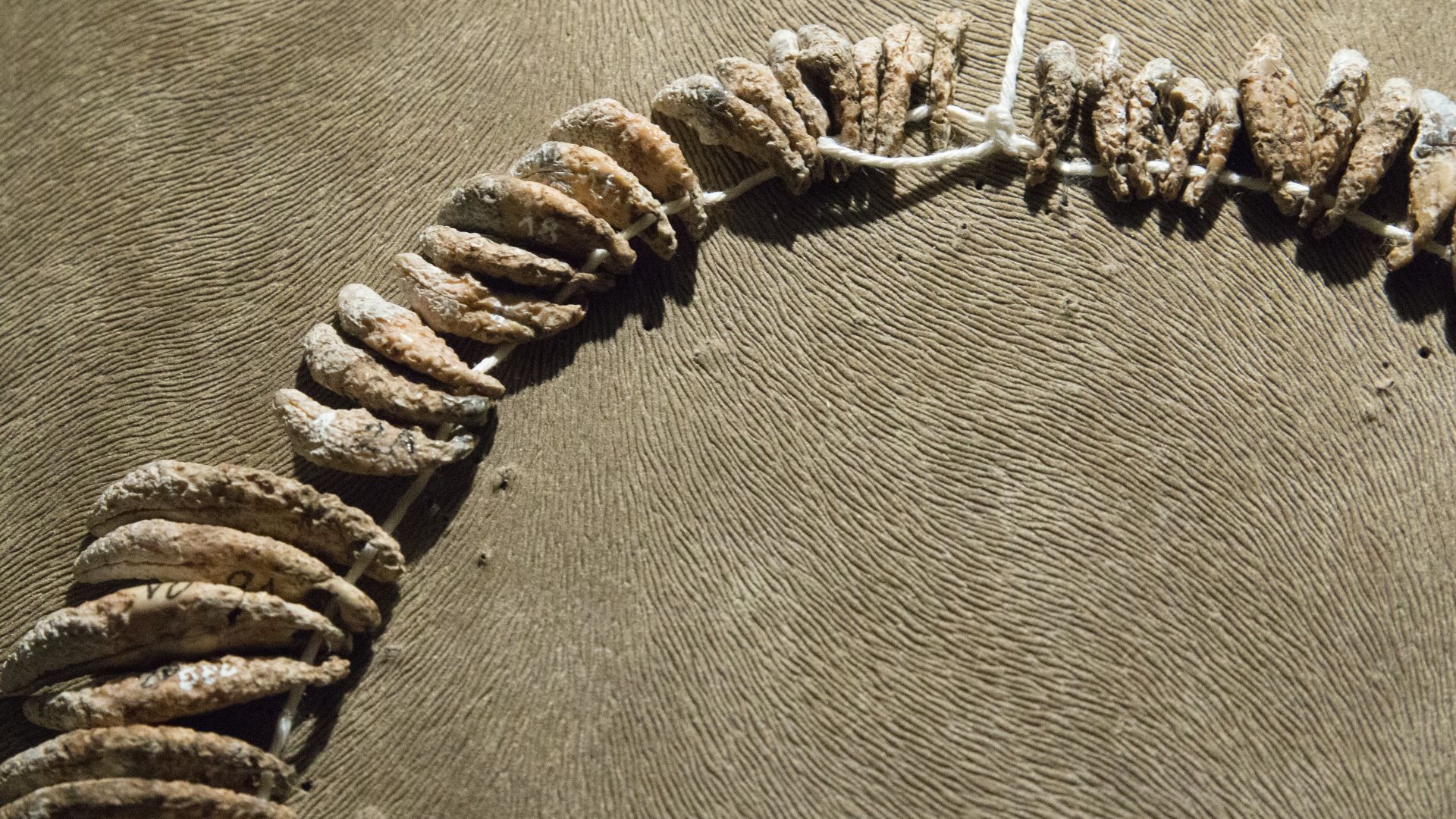 Unique necklace from female graves of the Corded Ware culture at Praha Čimice. They are made of drilled animal teeth (mainly from dogs) and imitation of the same, and shell beads. The City of Prague Museum.