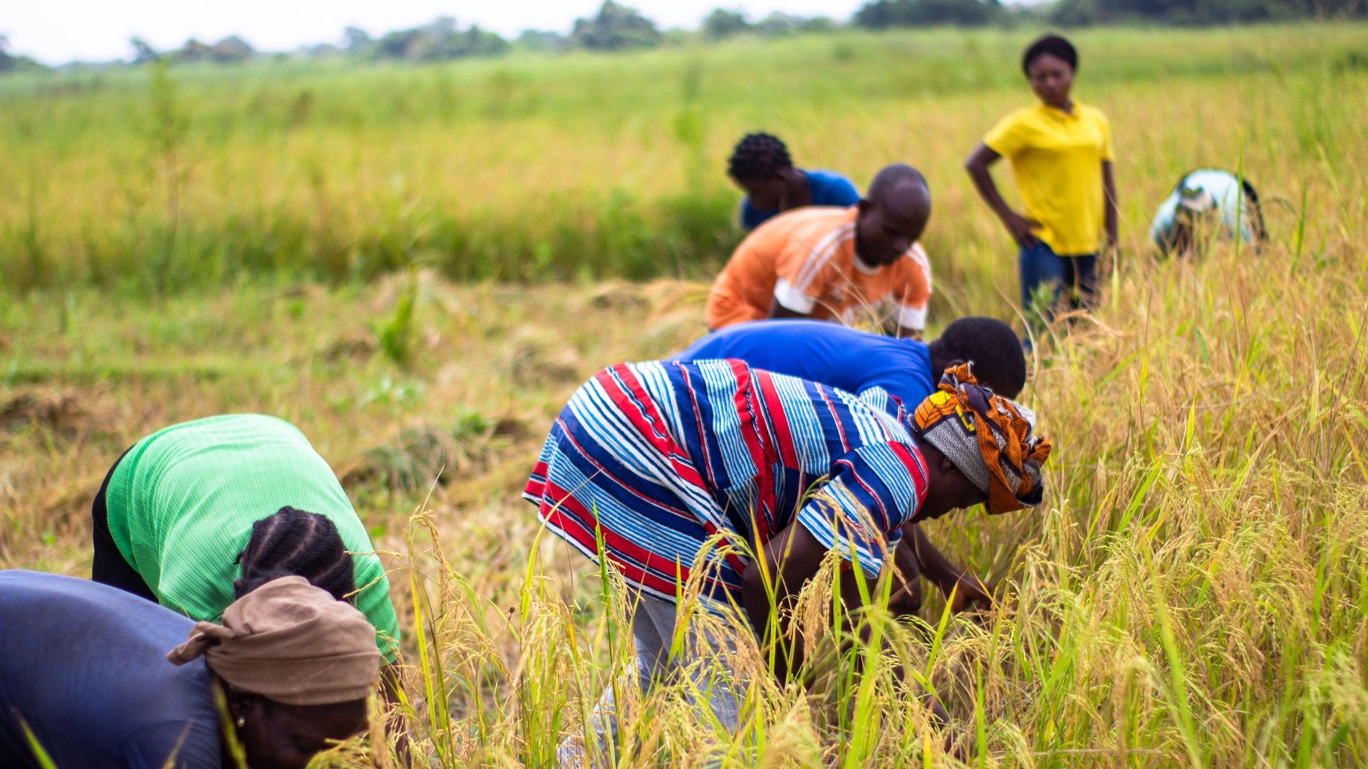 Farmers working together in a rice field in Makurdi, Nigeria, showcasing teamwork and agriculture.