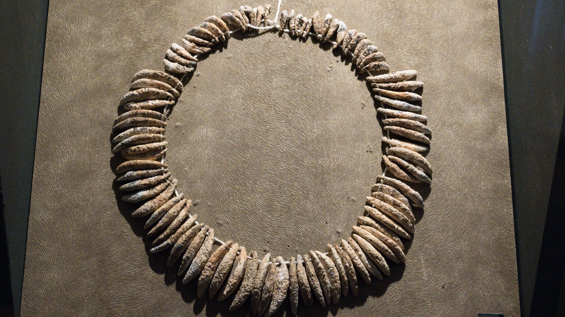Unique necklace from female graves of the Corded Ware culture at Praha Čimice. They are made of drilled animal teeth (mainly from dogs) and imitation of the same, and shell beads. The City of Prague Museum.