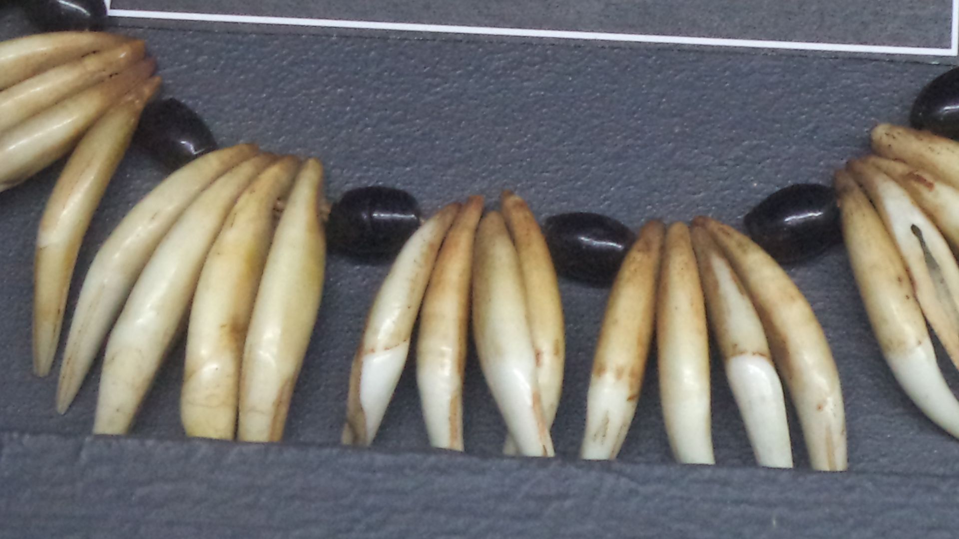 Necklace made from dog's teeth, used in religious ceremonies of the Nguni people. Exhibit of the  Museum of Gems and Jewellery, Cape Town, South Africa