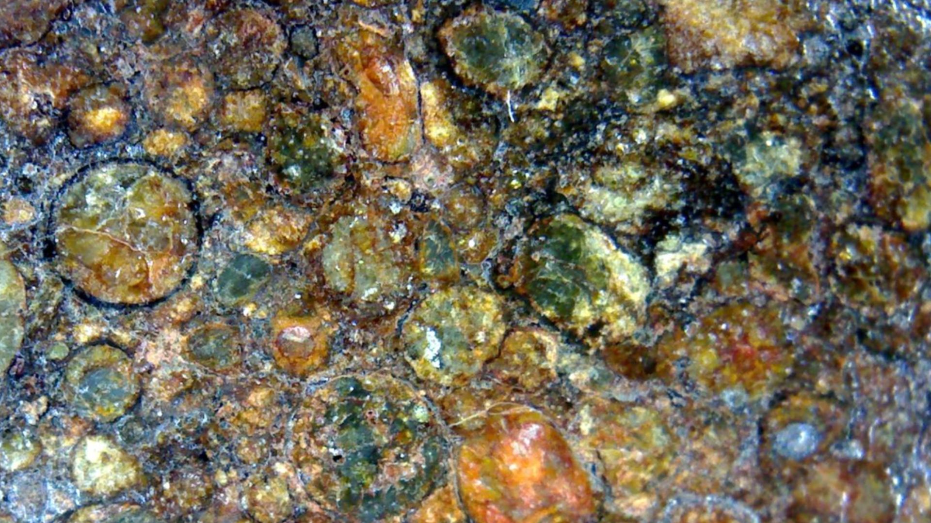 This is a microscopic photo of a meteorite slice of northwest Africa 4438. The round shapes are called chondrules which only meteorites have. The ones surrounded by metal or other minerals are called armored chondrules like the one in the middle left of t