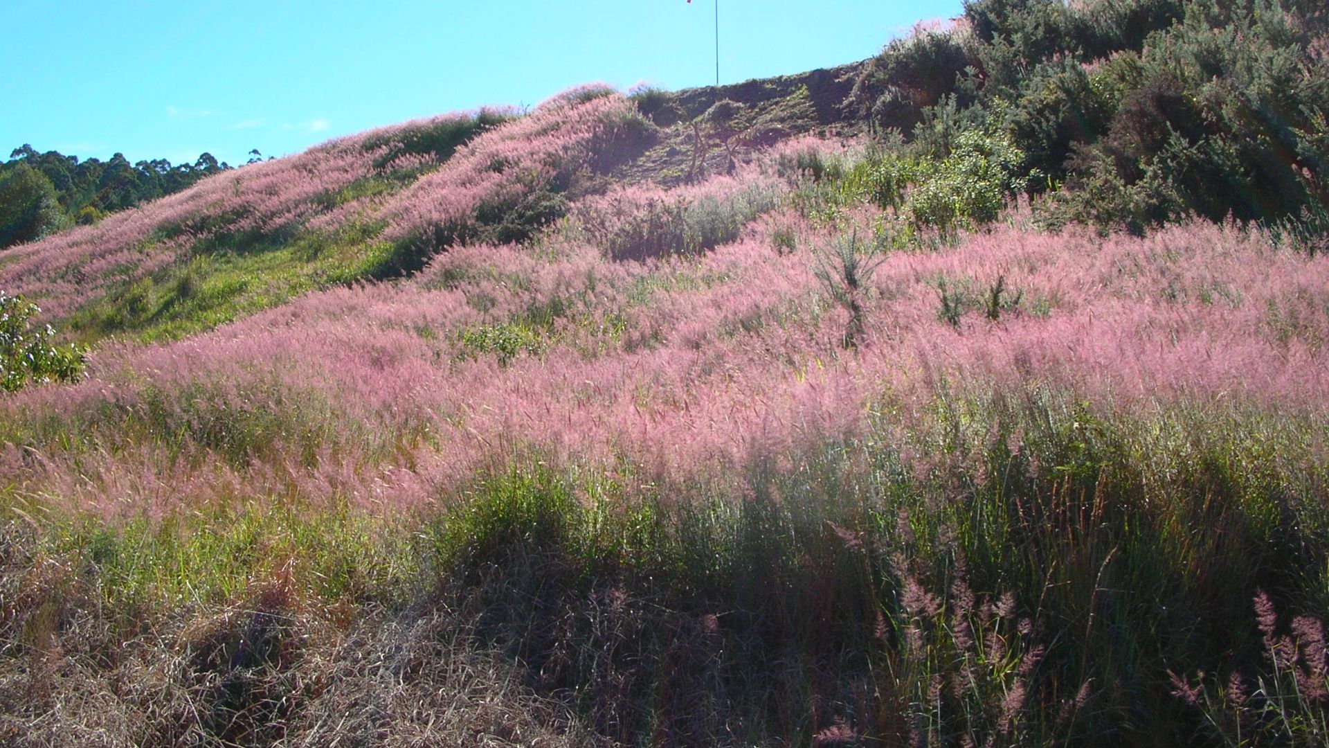 Melinis minutiflora (Molasses grass)Plumes at Makawao Forest Reserve, Maui, Hawaii.December 19, 2004<a href=