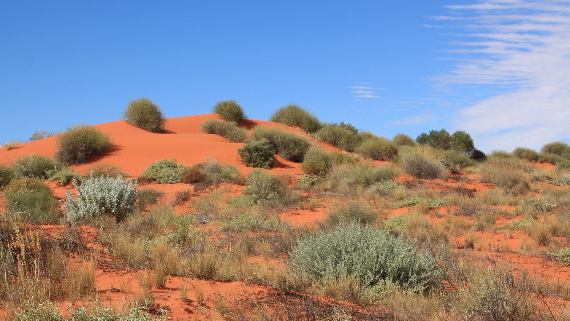 Sand dune and spinifex in the western section of the Simpson Desert