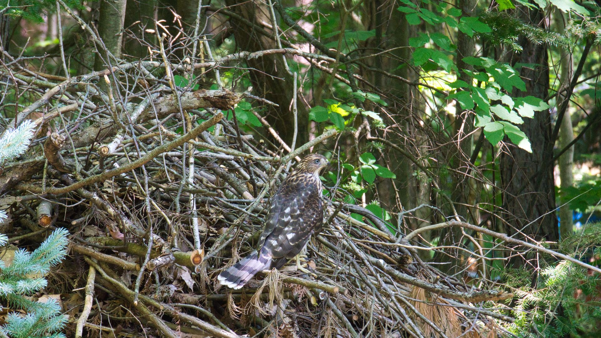 A Cooper's Hawk perches on a large mound of sticks in Simcoe County in 2026.