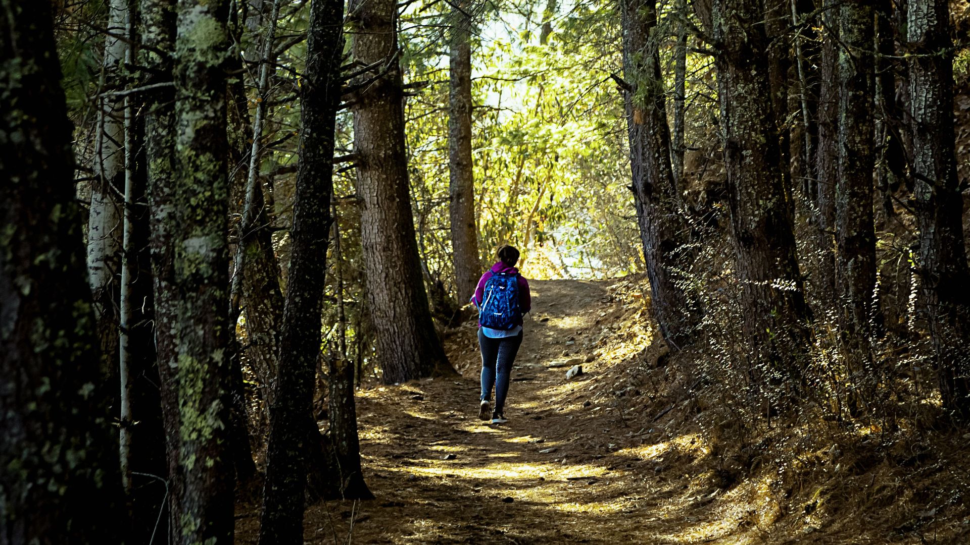 A lone hiker walks through a forest path in Rara, Nepal, surrounded by tall trees.