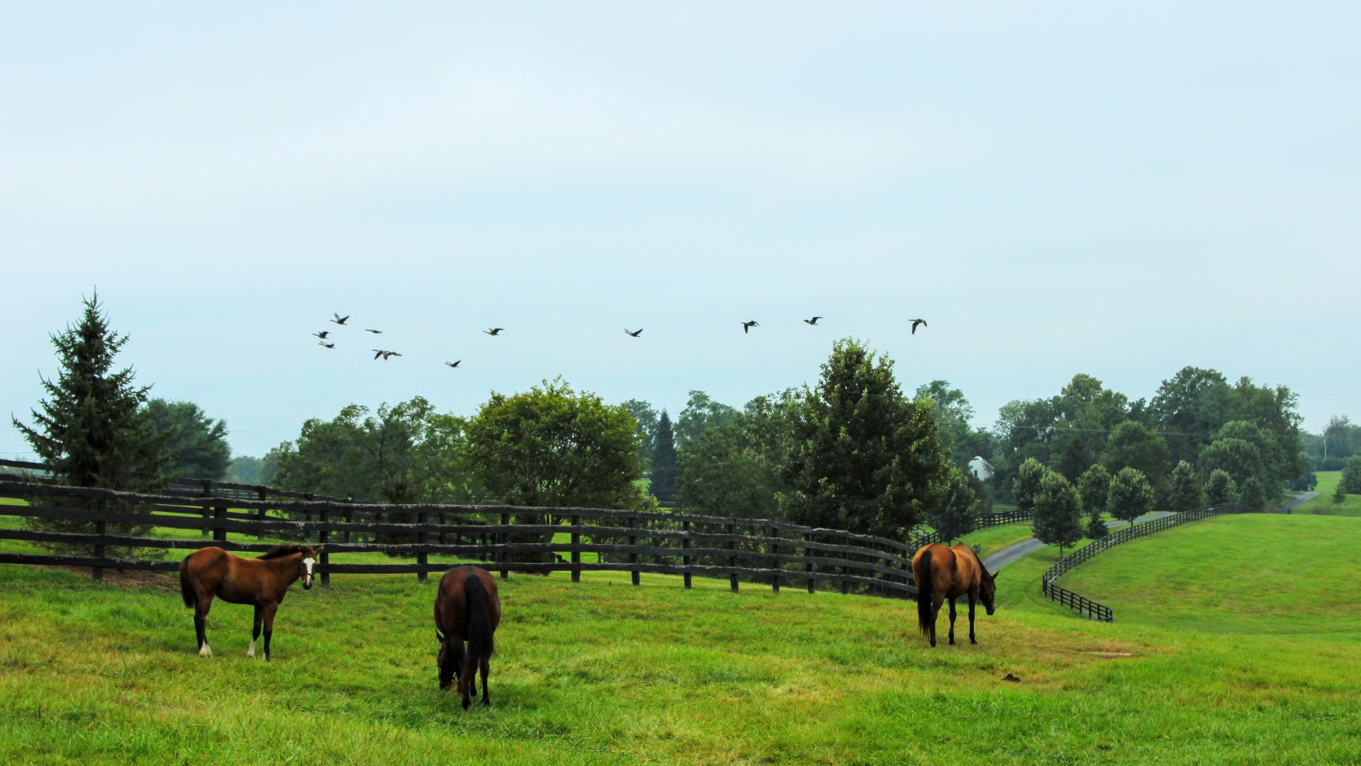 A horse farm in Lexington, Kentucky