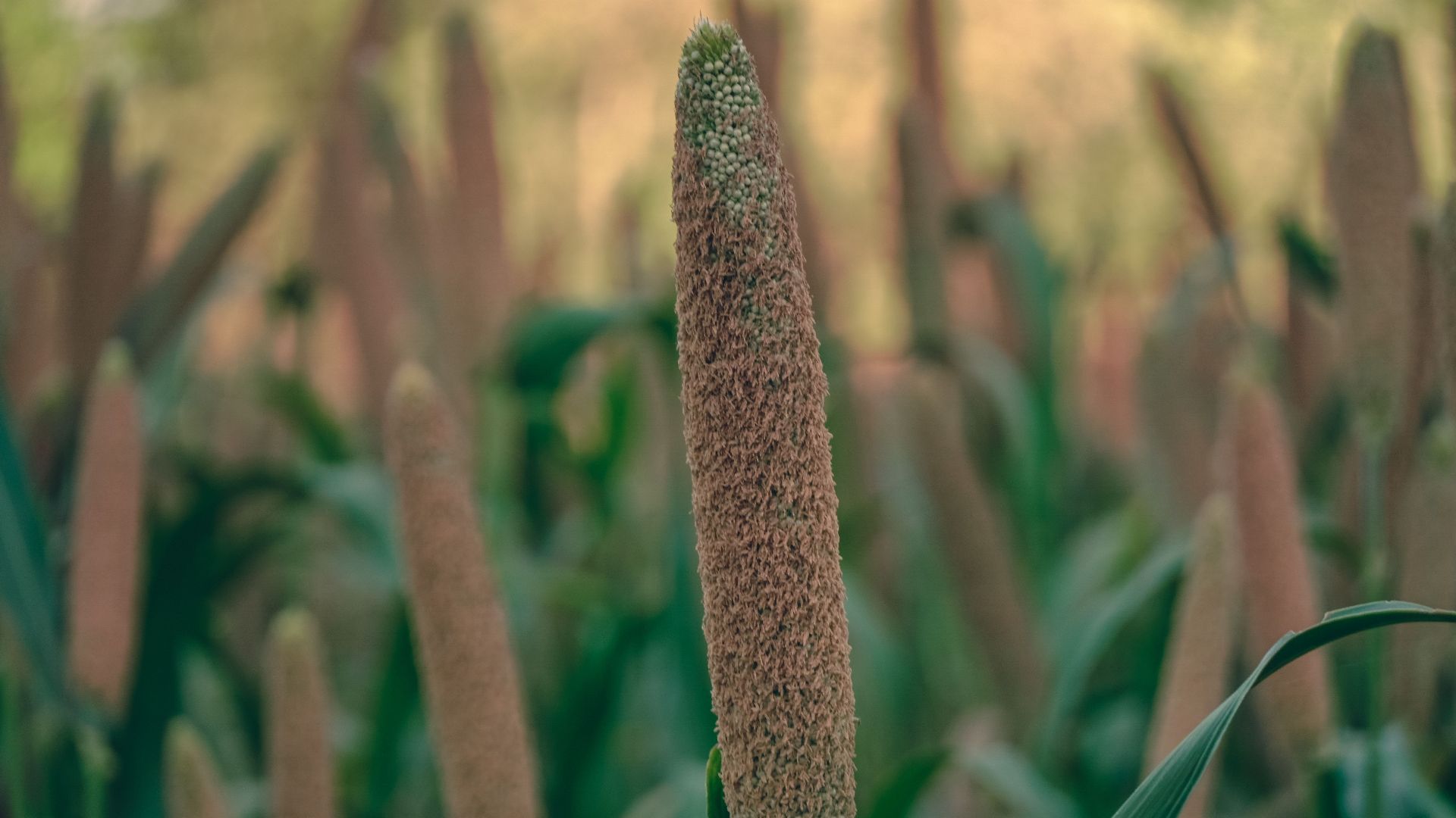 Detailed view of pearl millet plant in a lush green field during daytime.