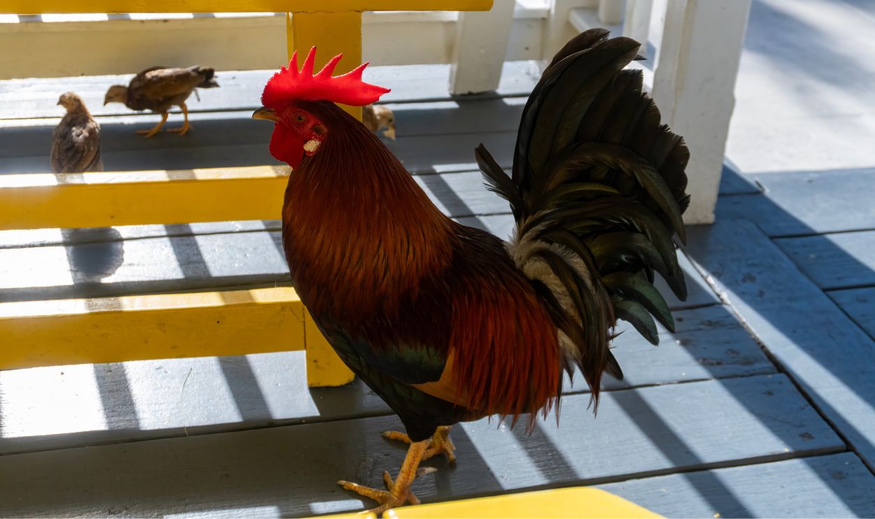 Shutterstock - 2756982791 - Conch Republic Icons: Feral Roosters Roaming the Historic Streets of Key West, Florida.