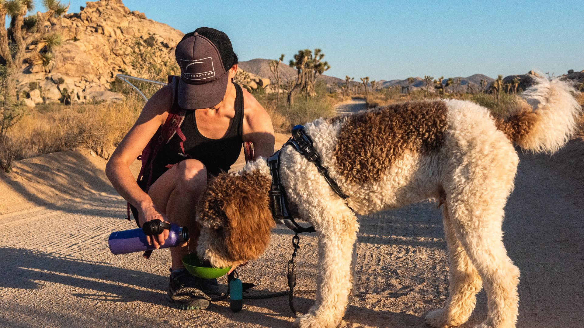 Pets are only allowed on roads in Joshua Tree National Park. Though they can't be walked on trails, dirt roads and campgrounds are great, scenic areas to walk dogs. 
NPS / Alessandra Puig-Santana

alt text: Visitor giving her dog water on a dirt road.
