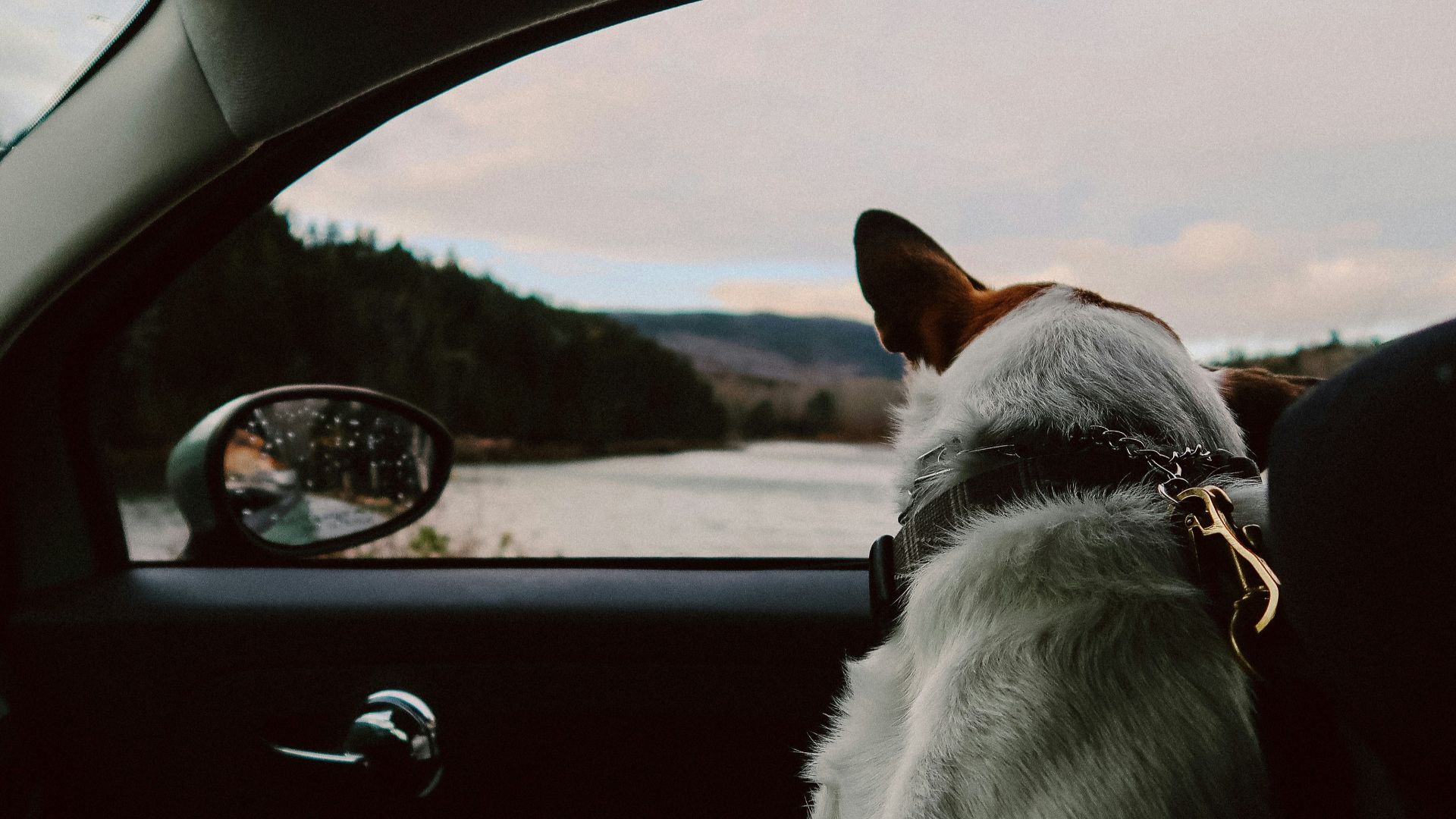 white and brown short coated dog inside car