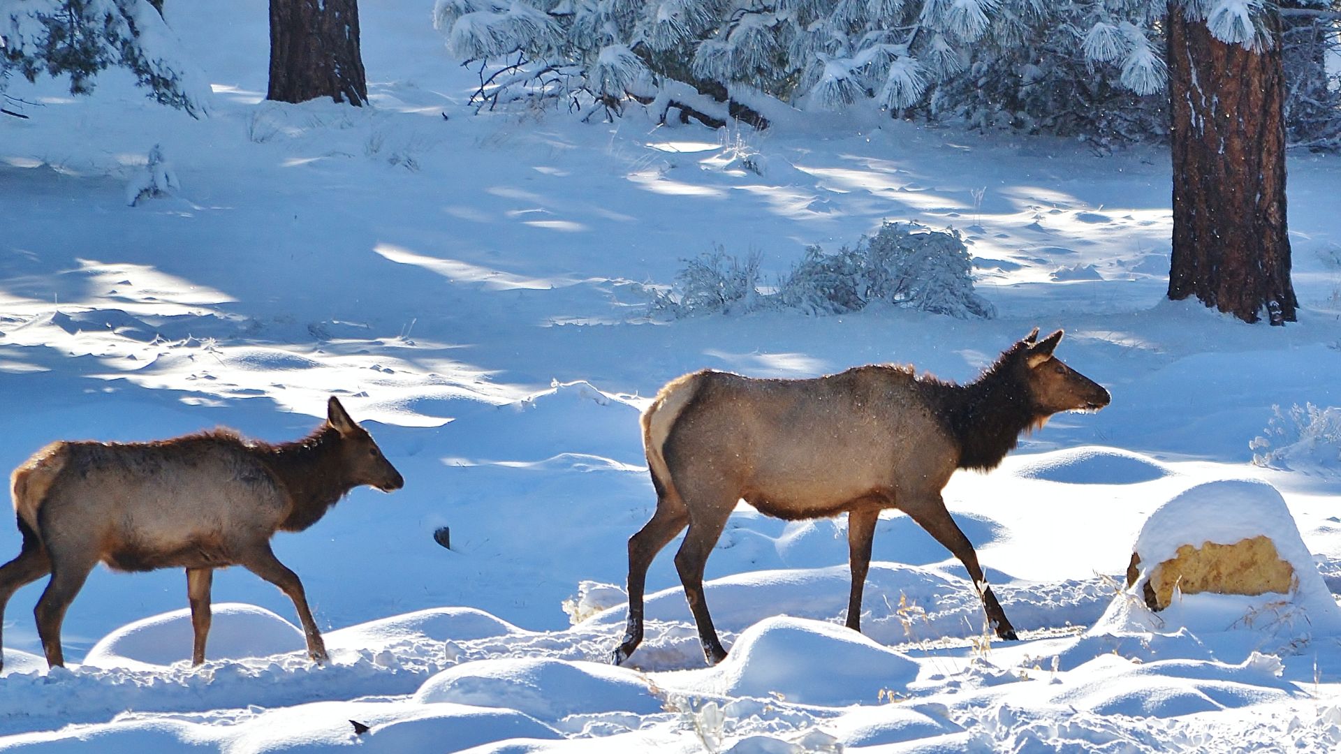 Canyon Elk