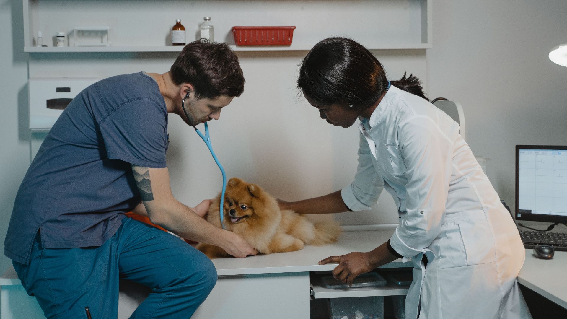Veterinarian team examining a Pomeranian dog at a clinic, ensuring pet health.