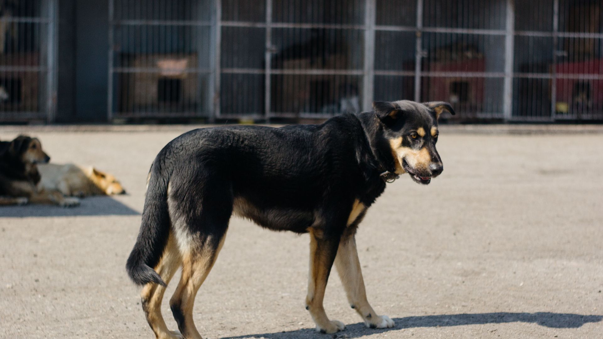 A black and tan dog stands in an outdoor kennel area on a sunny day.