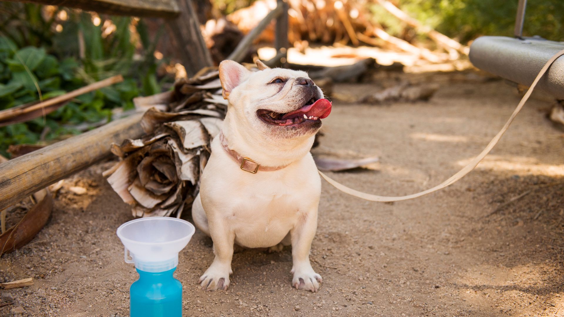 NPS / Hannah Schwalbe

Nova the Frenchie takes a break along the Oasis of Mara Trail. This trail is the only one that pets are allowed to visit and they must stay on leash. Pets can also walk on dirt roads and around campgrounds if on leash! It may be bes