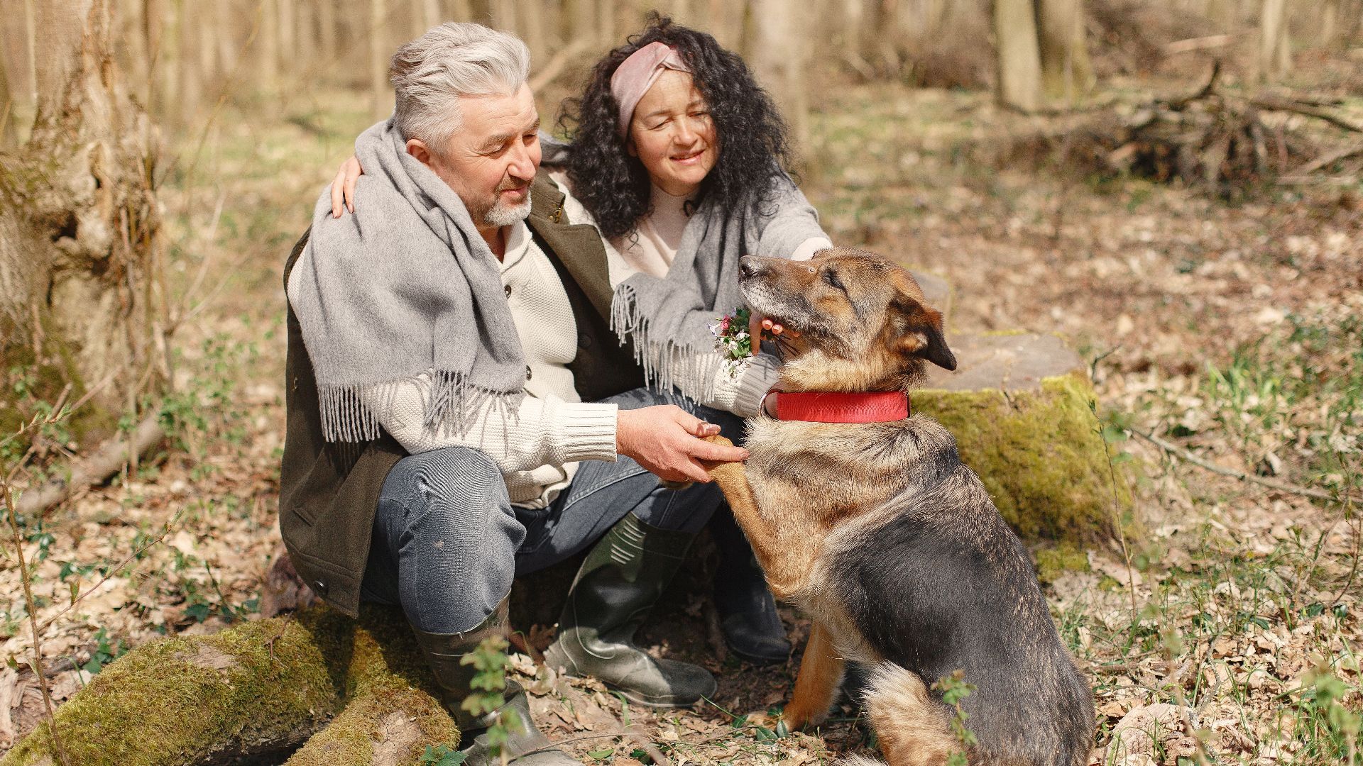 Handsome bearded senior husband sitting near attractive elderly wife on mossy fallen tree while German Shepherd dog giving paw while spending time together in autumnal forest