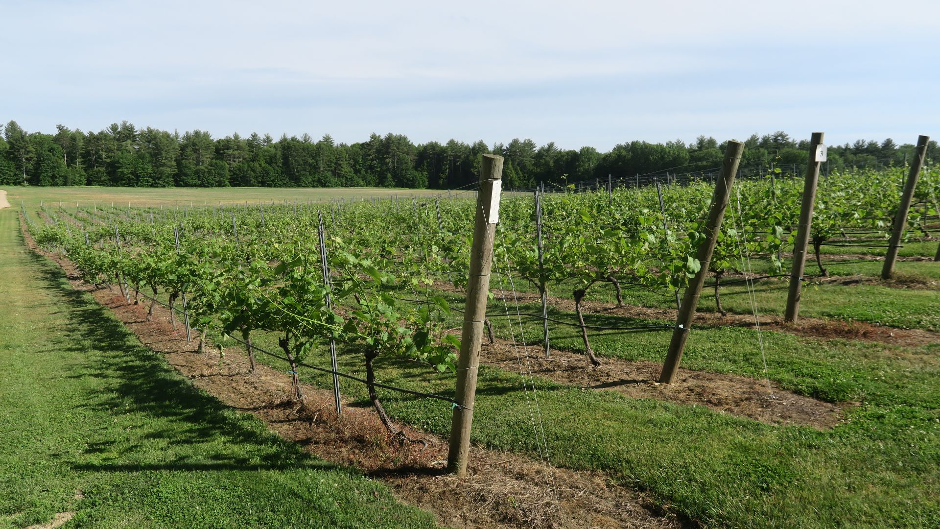 Cayuga, Flag Hill Winery, Lee New Hampshire