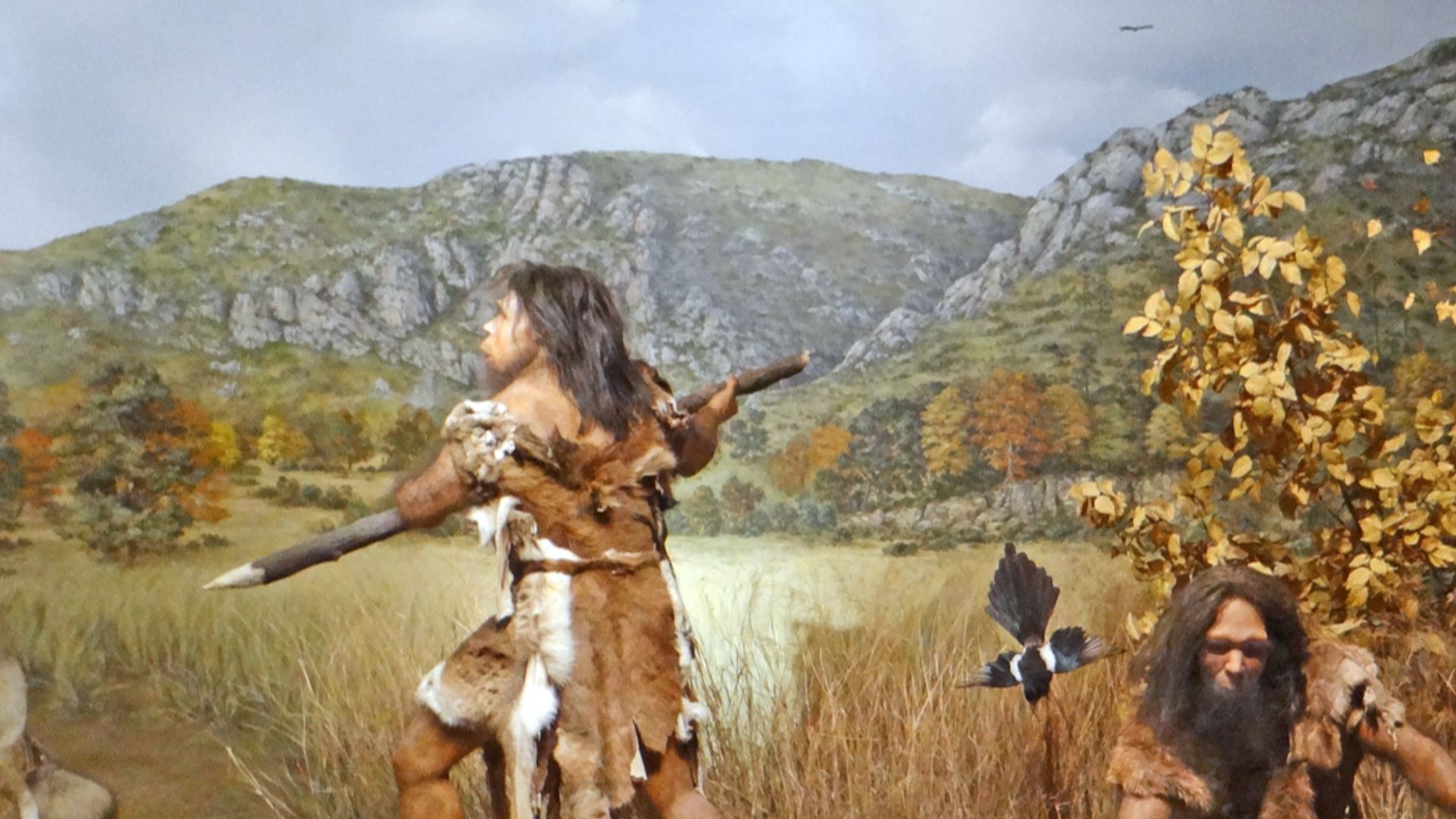 Reconstitution de l'homme de Tautavel dans son environnement en train de chasser il y a 450.000 ans
Diorama du musée de préhistoire de Tautavel


En 1971, la découverte dans la Caune de l'Arago de l'Homme de Tautavel (daté à -450 000 ans) par les équipes 