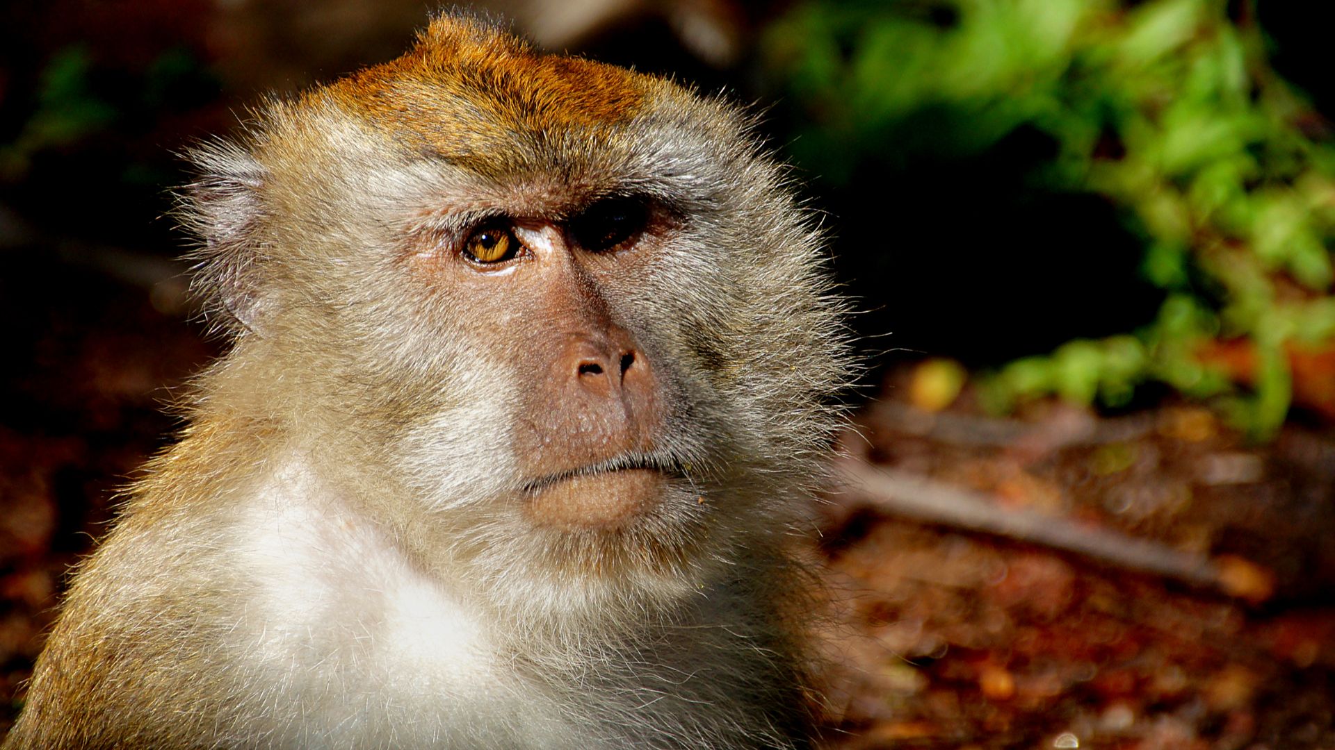 Macaque Monkeys

Macaques live in many different habitats across the globe, making them the most widely distributed genus of nonhuman primates. Macaques (especially Macaca mulatta and M. fascicularis) are commonly used in research—most recently in AIDS re