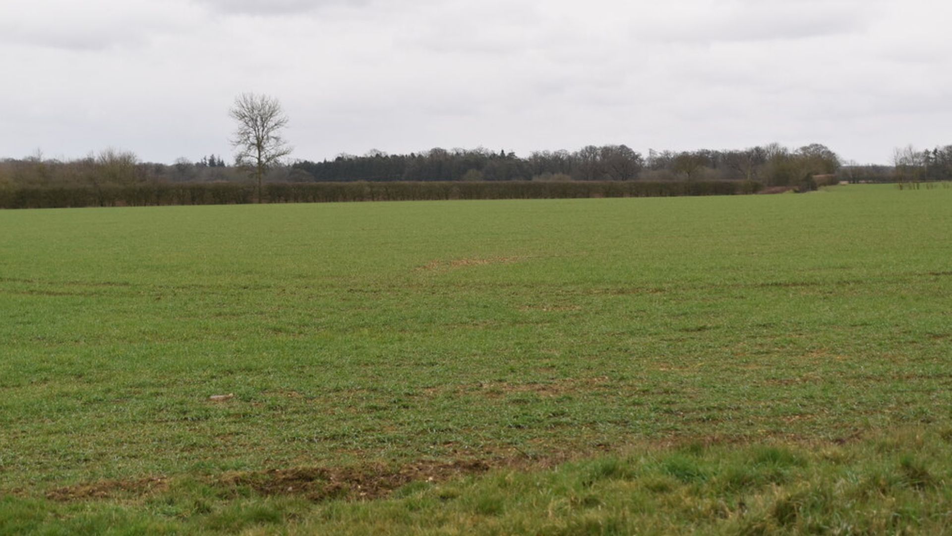 Suffolk pasture