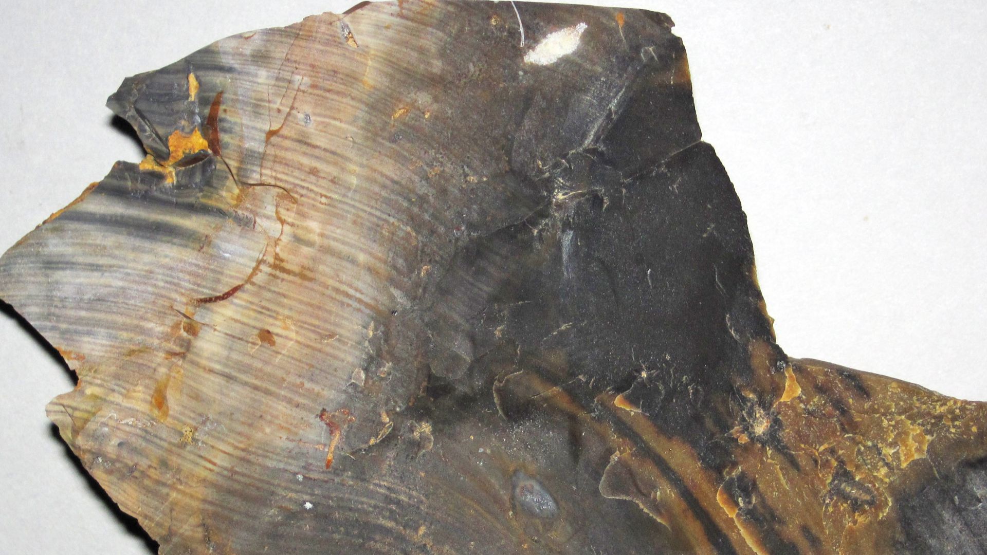 Flint from the the Pennsylvanian of Ohio, USA.
Flint is the