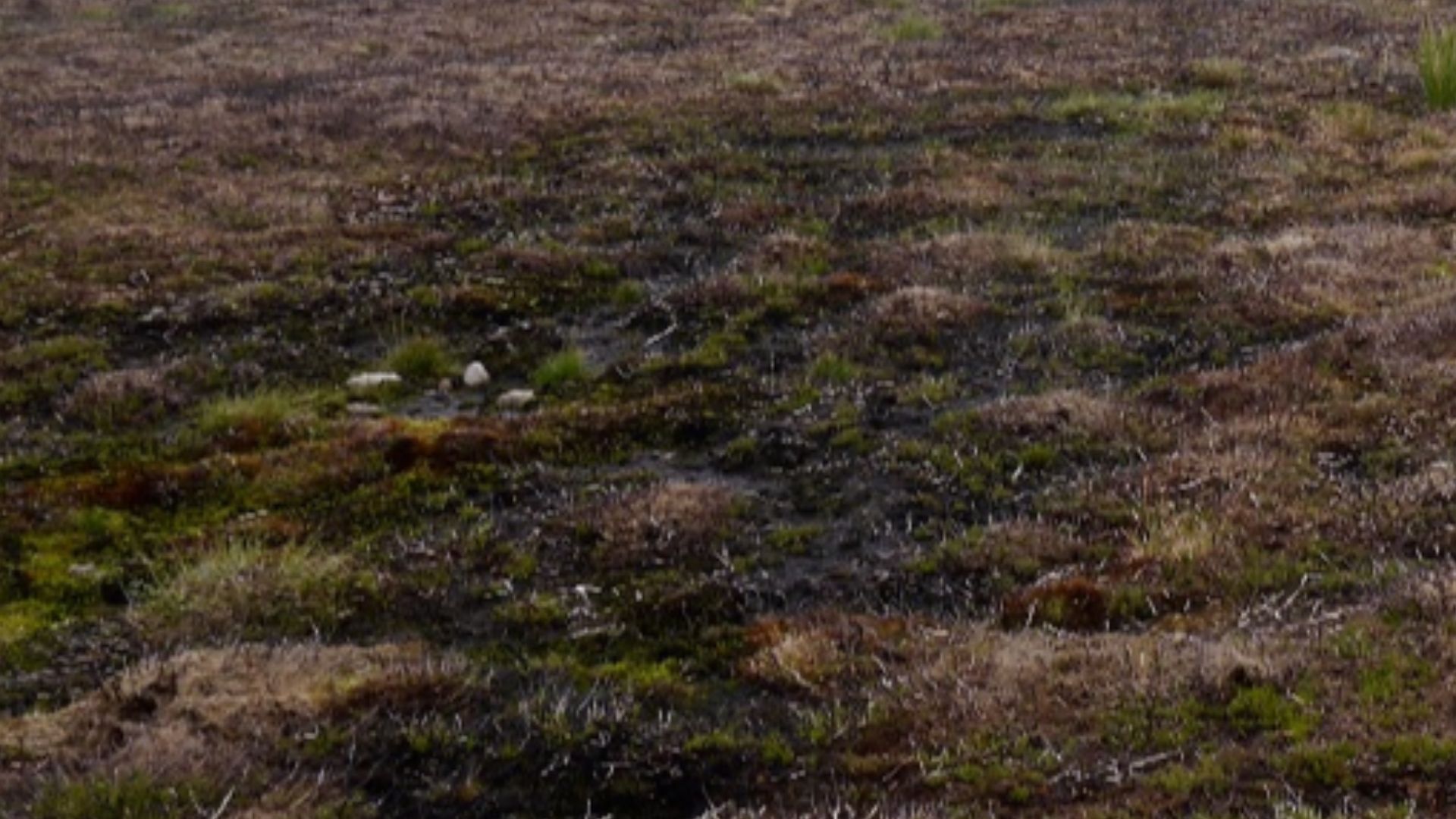 Burnt ground, Pentland Hills