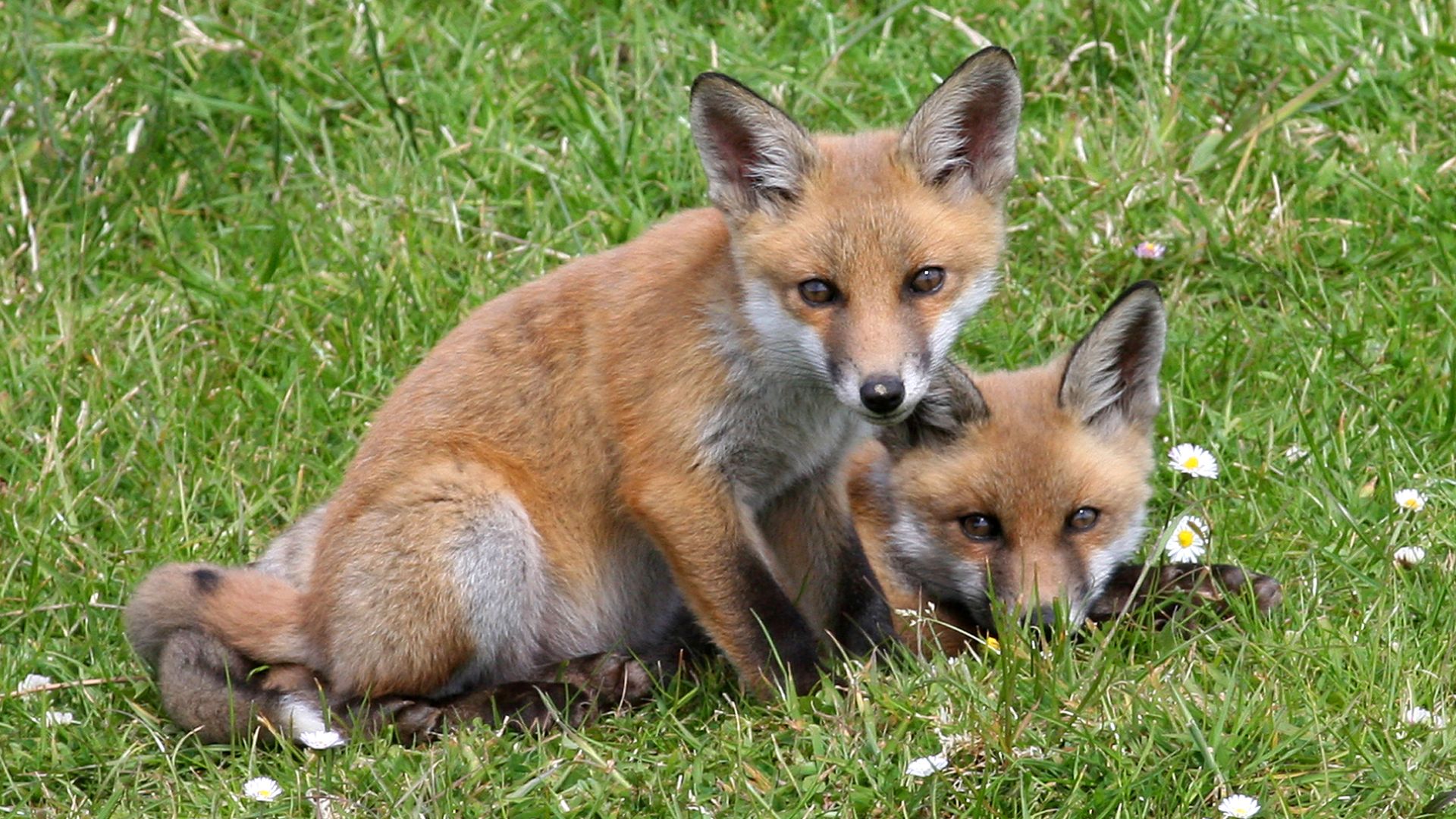 Two red foxes (Vulpes vulpes). Photo taken in Gubbeen, County Cork, Republic of Ireland.