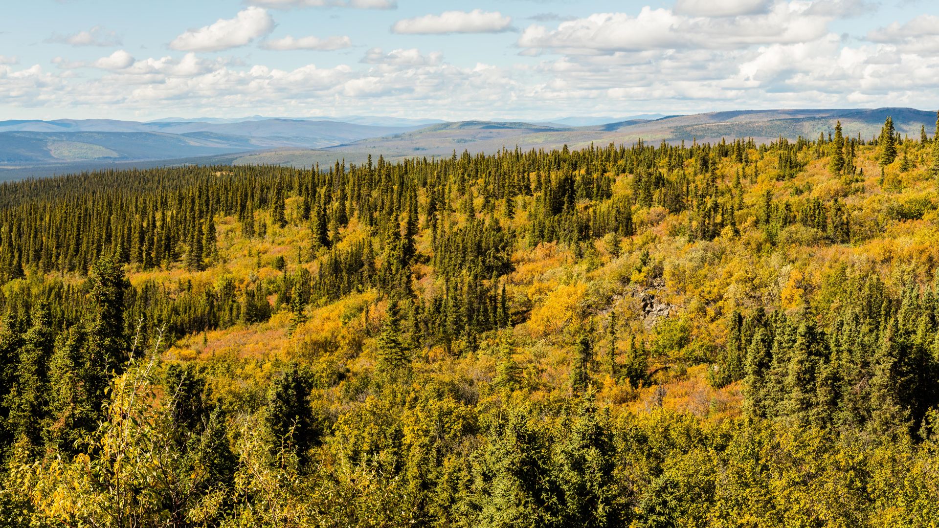 Landscape in the Southeast of Fairbanks, Alaska, United States