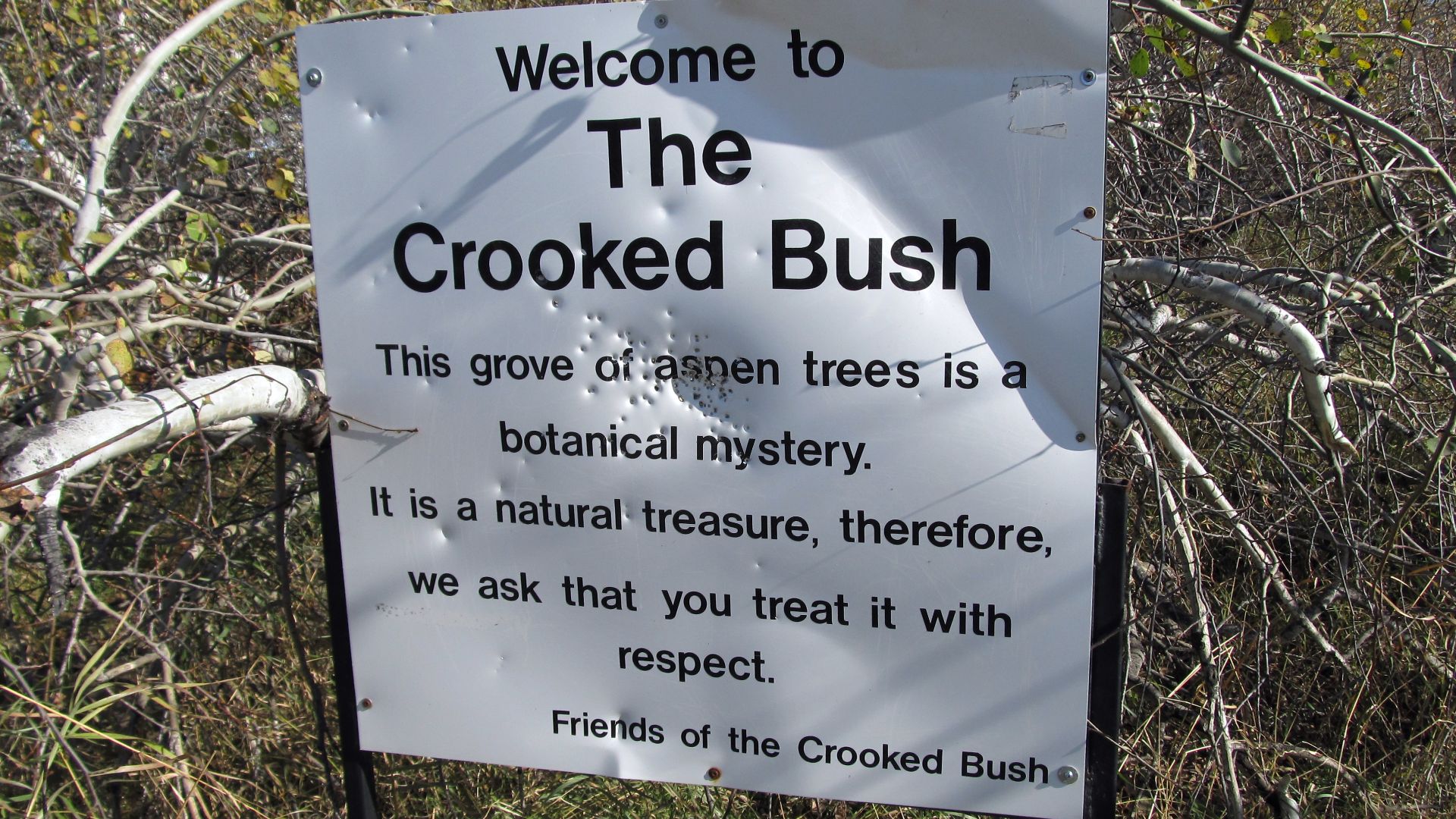 This sign welcomes visitors to the mysterious Crooked Trees near Alticane, Saskatchewan.