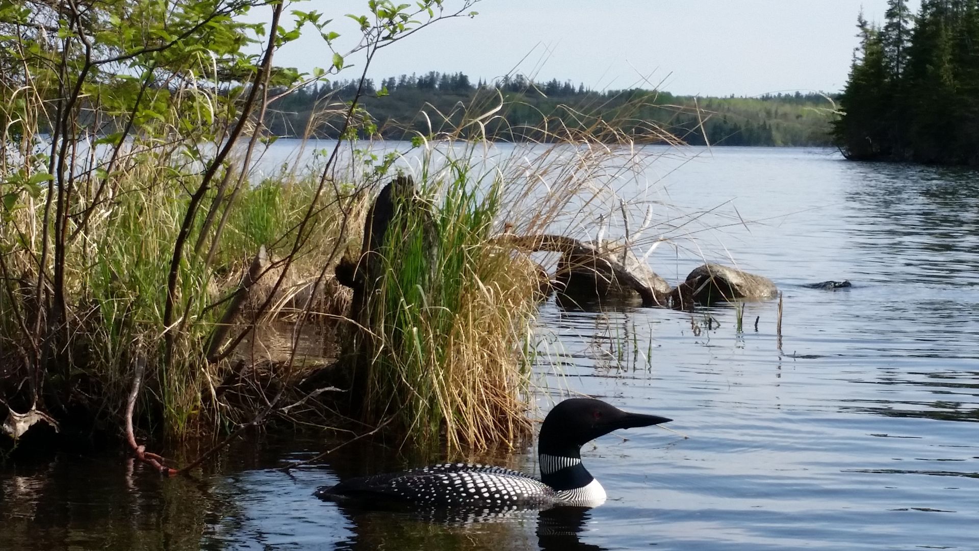 Loon seen at Falcon Lake, Whiteshell Provincial Park, Southern Manitoba