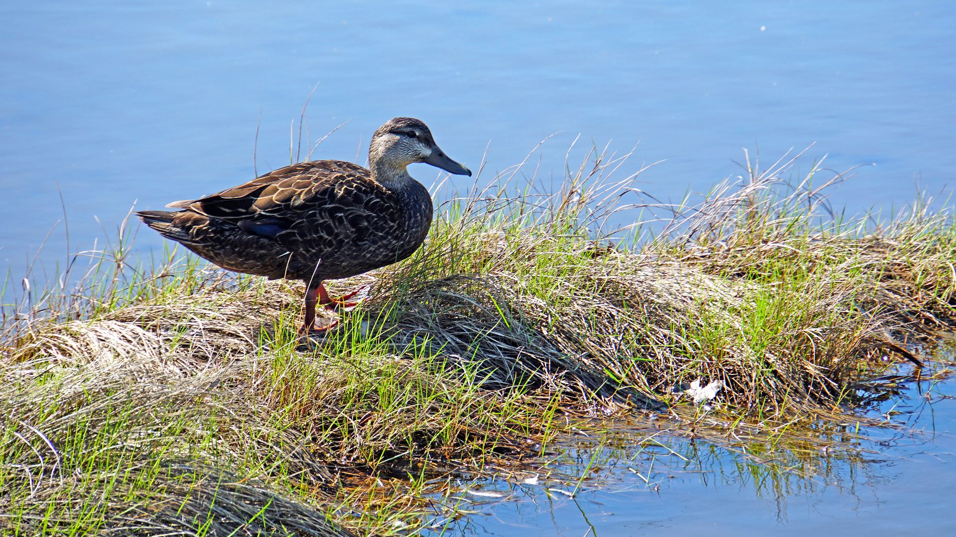 This female Mallard duck was at the causeway to Oak Island.