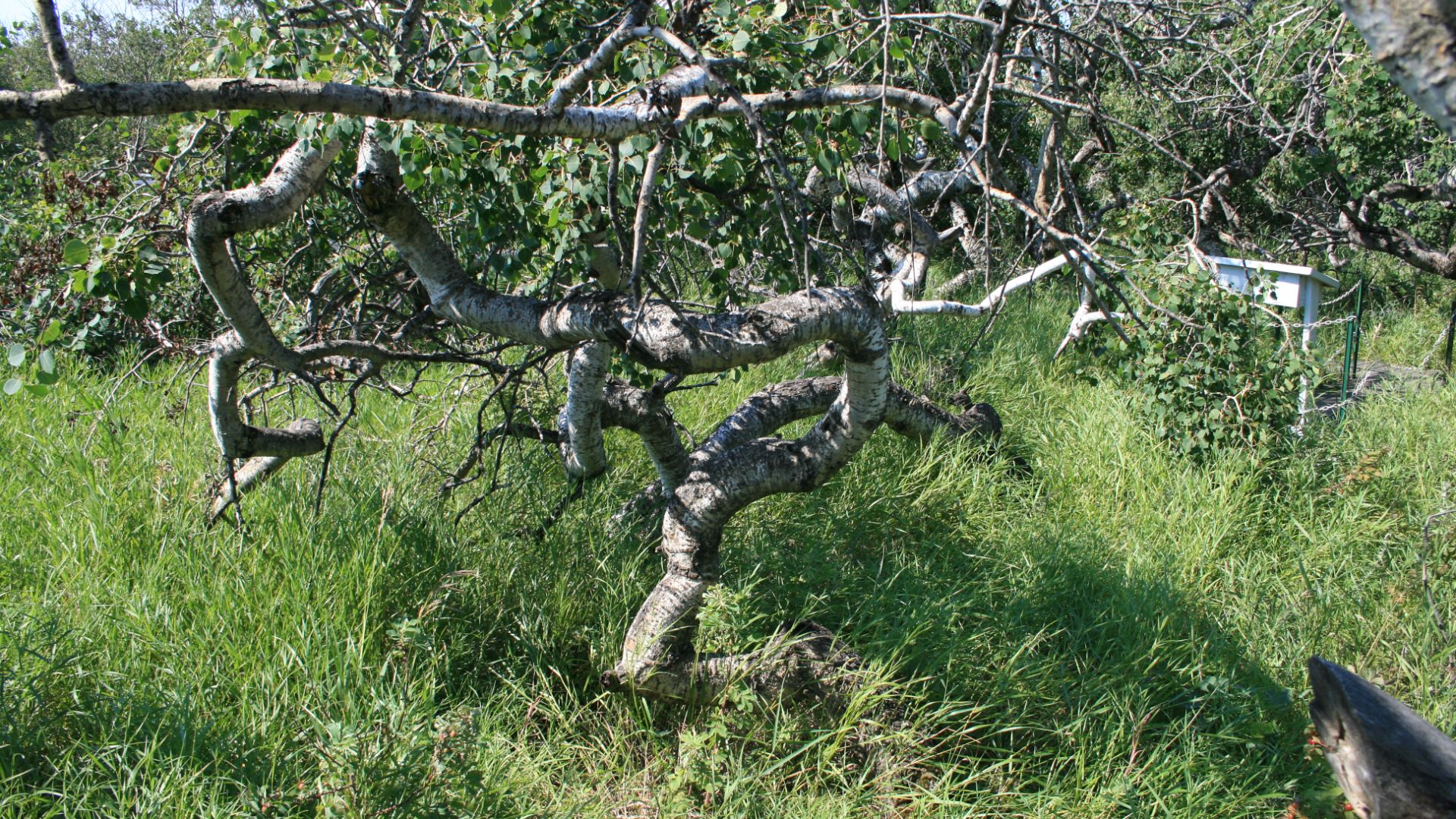 Twisted Aspen tree at Crooked Bush, Saskatchewan.