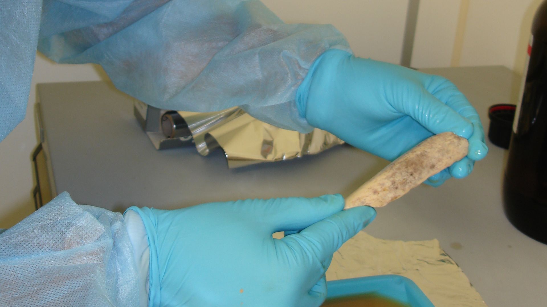 Working in a clean room, researchers at the Max Planck Institute for Evolutionary Anthropology in Leipzig, Germany, took extensive precautions to avoid contaminating Neanderthal DNA samples - extracted from bones like this one - with DNA from any other so