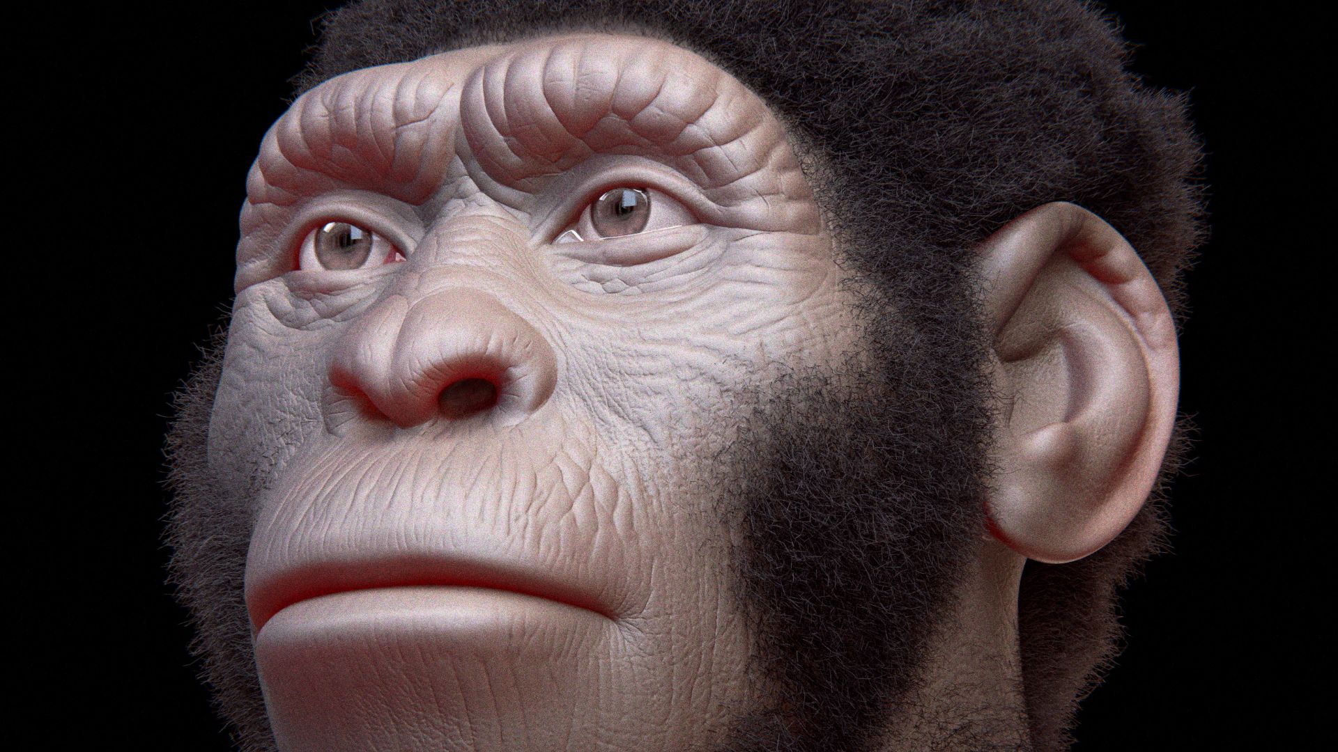 The Homo naledi facial reconstruction, performed with the coherent anatomical deformation technique