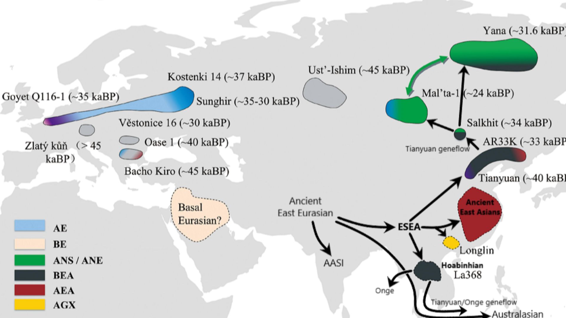 Schematic structure and distribution of Paleolithic Eurasian populations; context on peopling of Eastern Asia:
BEA, ancestry related to Basal East Asians (represent by Tianyuan and AR33K); BA, ancestry related to Basal Asians (represented by La368); AEA, 