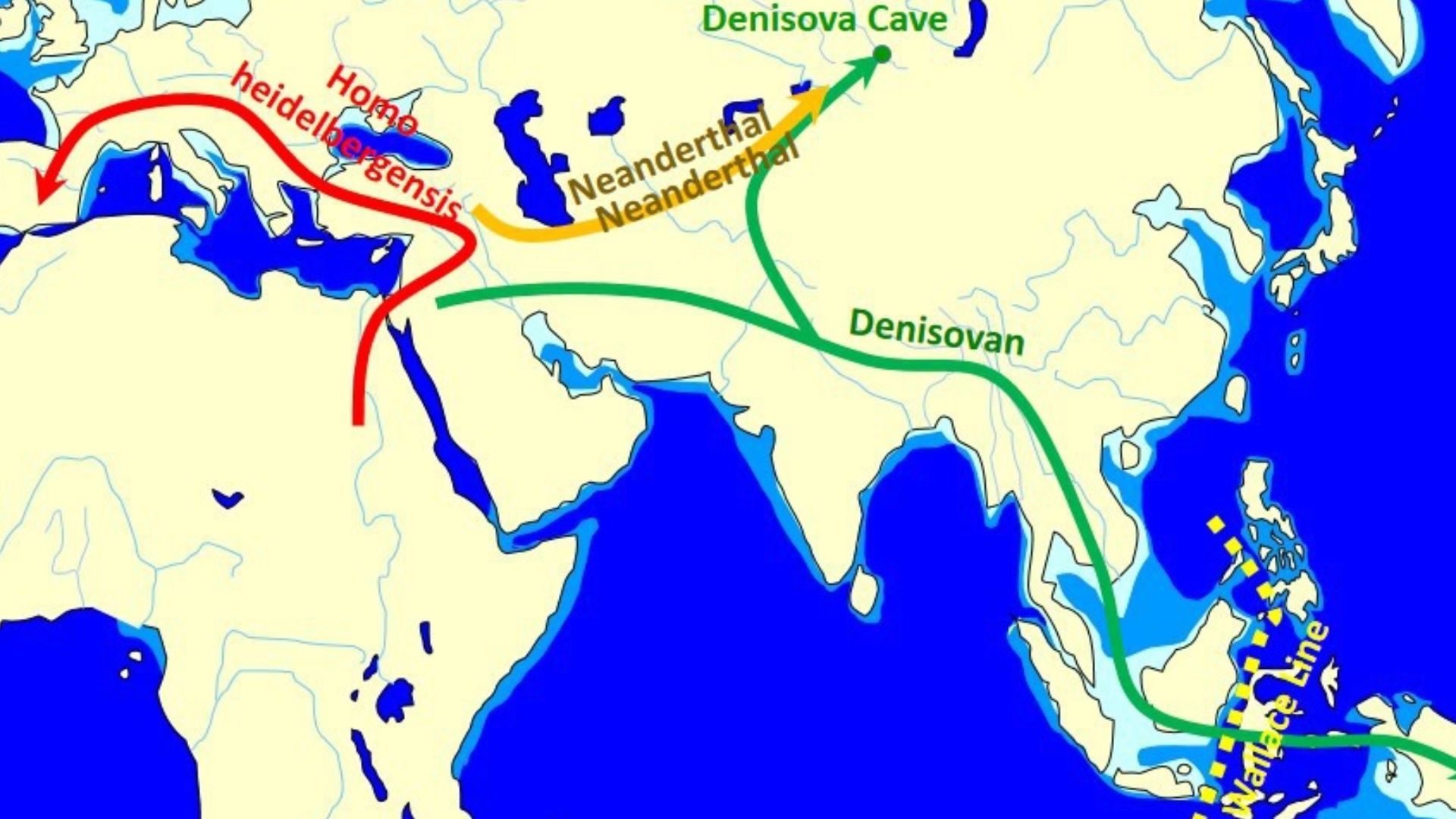 The spread and evolution of Denisovans on the basis of evidence 2014