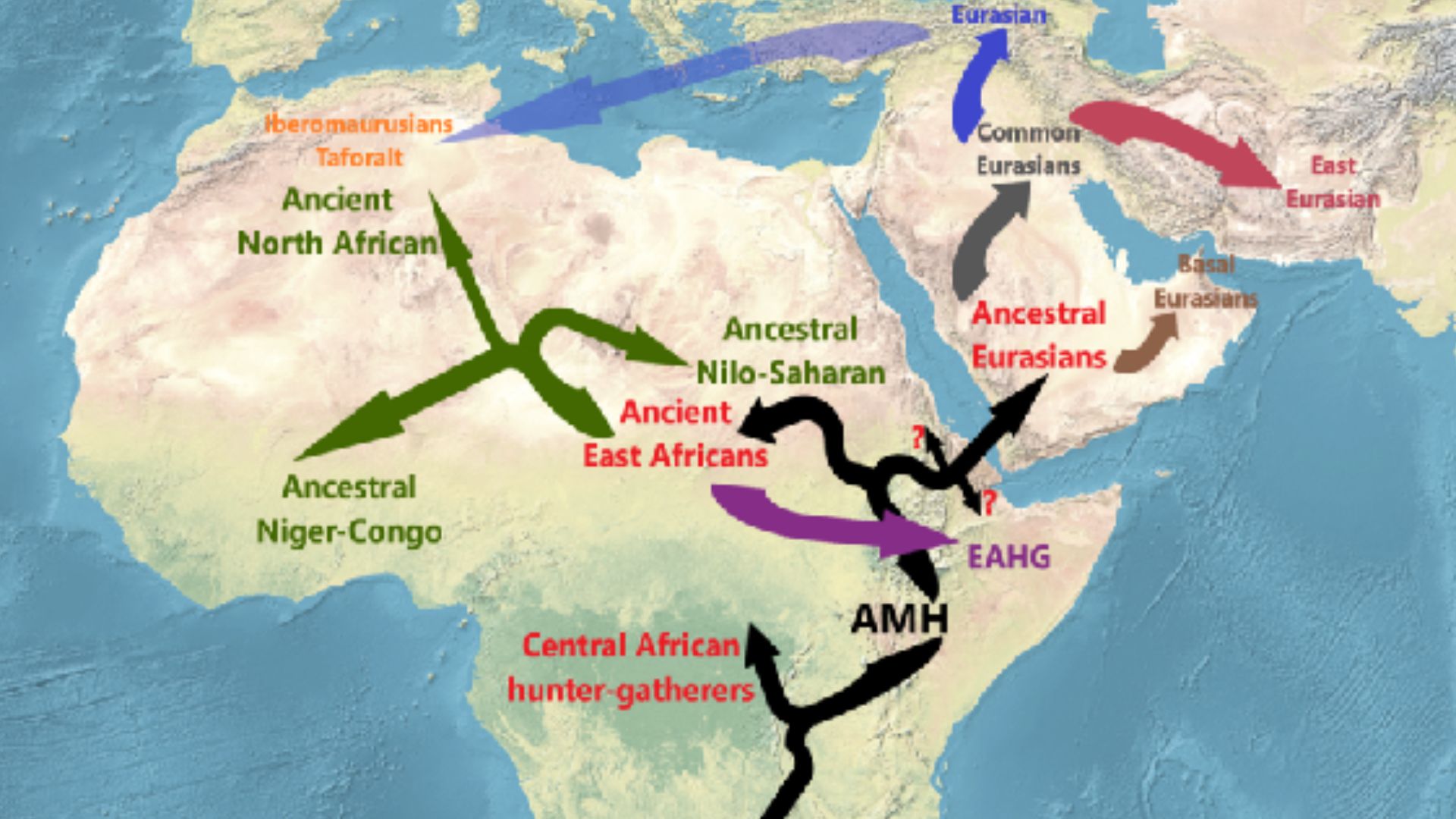 Phylogenetic structure of Africans; displaying the genetic affinity and distance between different African (and derived non-African) lineages and their inferred diverging patterns.
The graphic