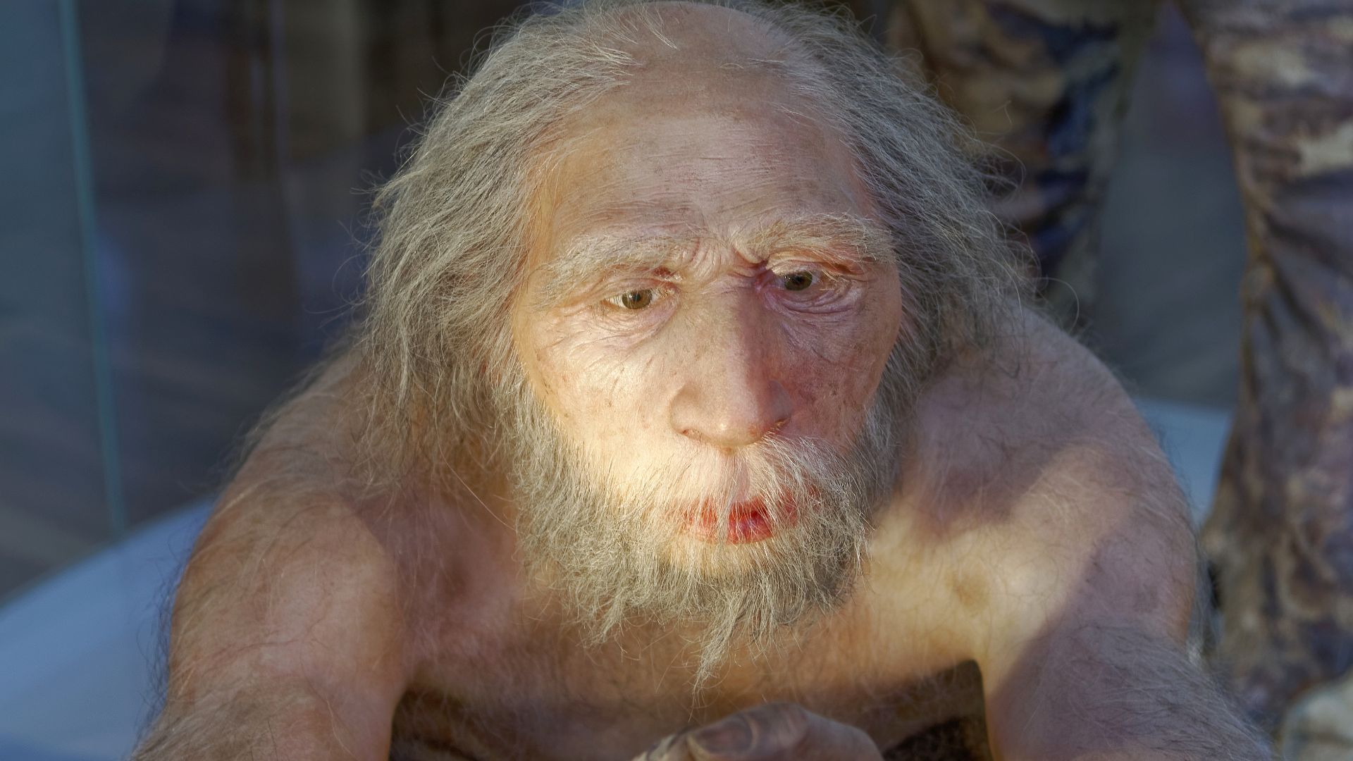 Model of Homo neanderthalensis elder man in The Natural History Museum, Vienna
