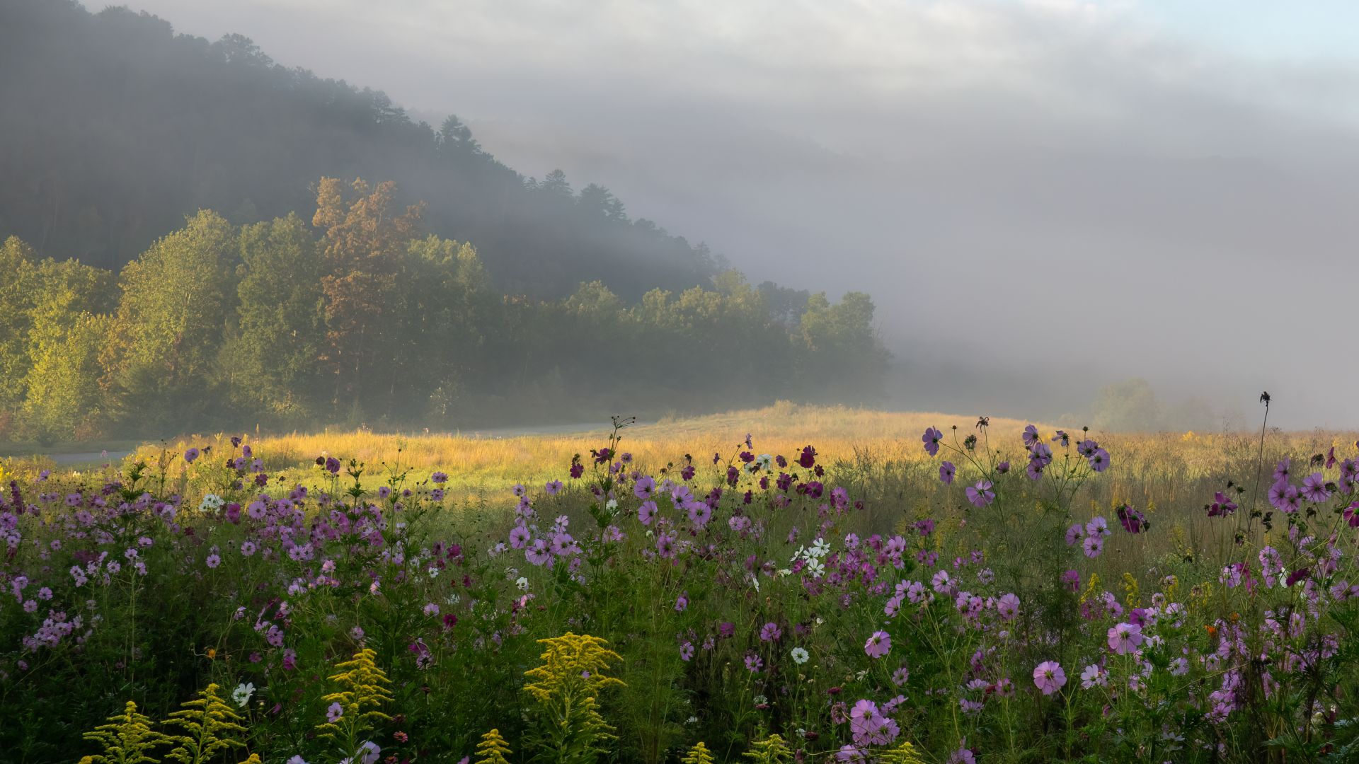 Meadow in the Great Smoky Mountains in Tennessee, with the namesake