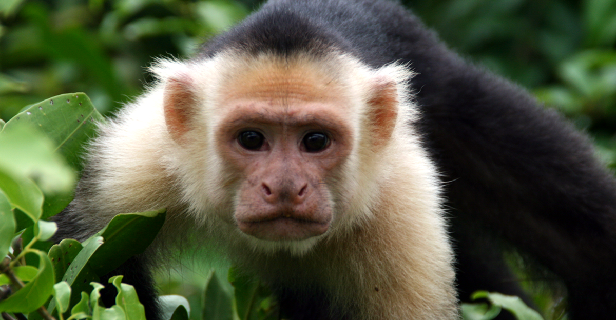 White face monkey / Cebus capucinus