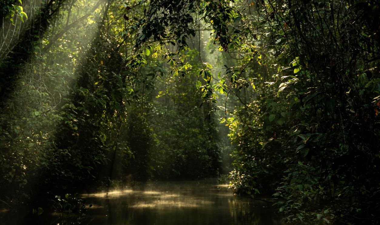 Sunlight streams through dense foliage in a serene Riojan forest, creating a tranquil river scene in San Martin, Peru