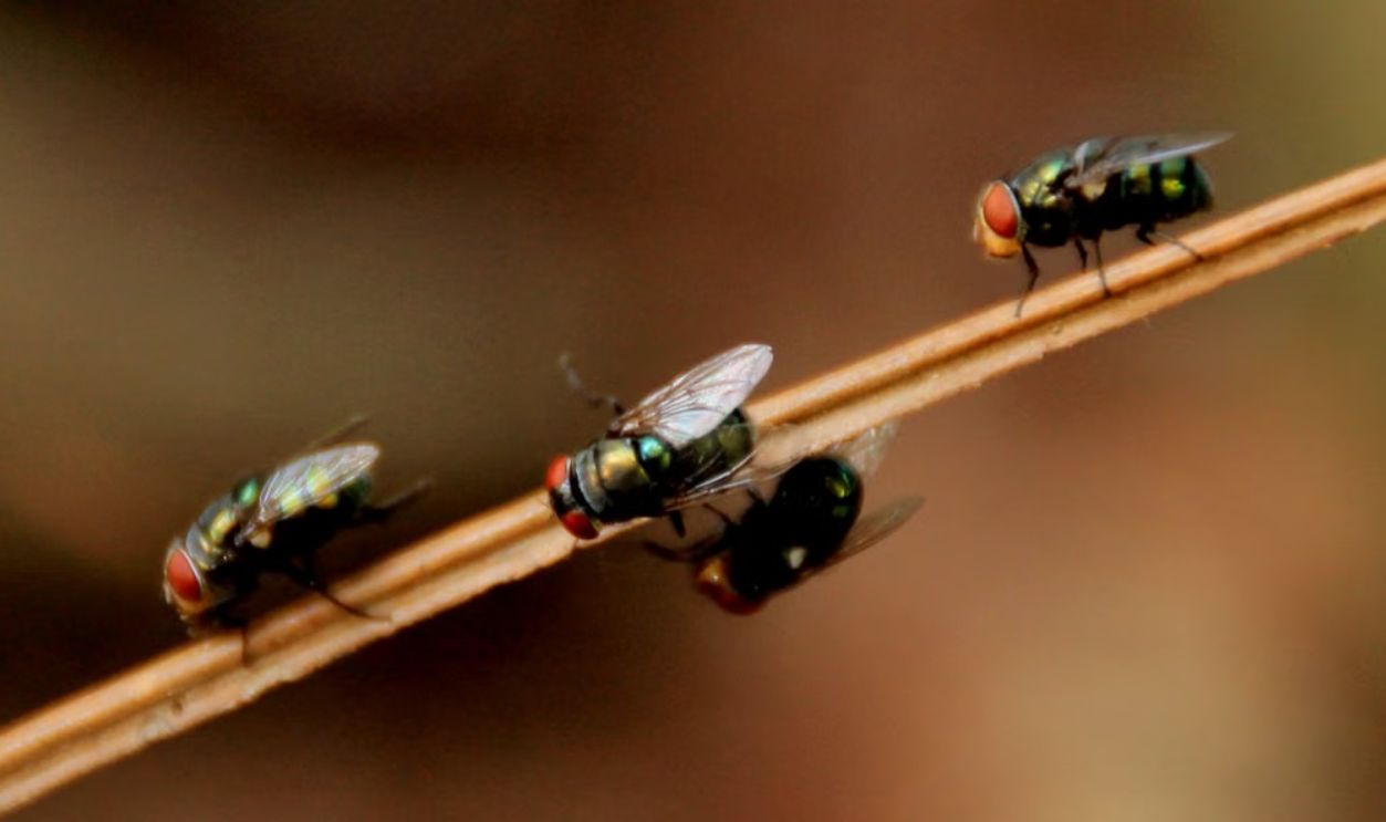 Detailed macro photograph showcasing houseflies perched on a branch with natural background.